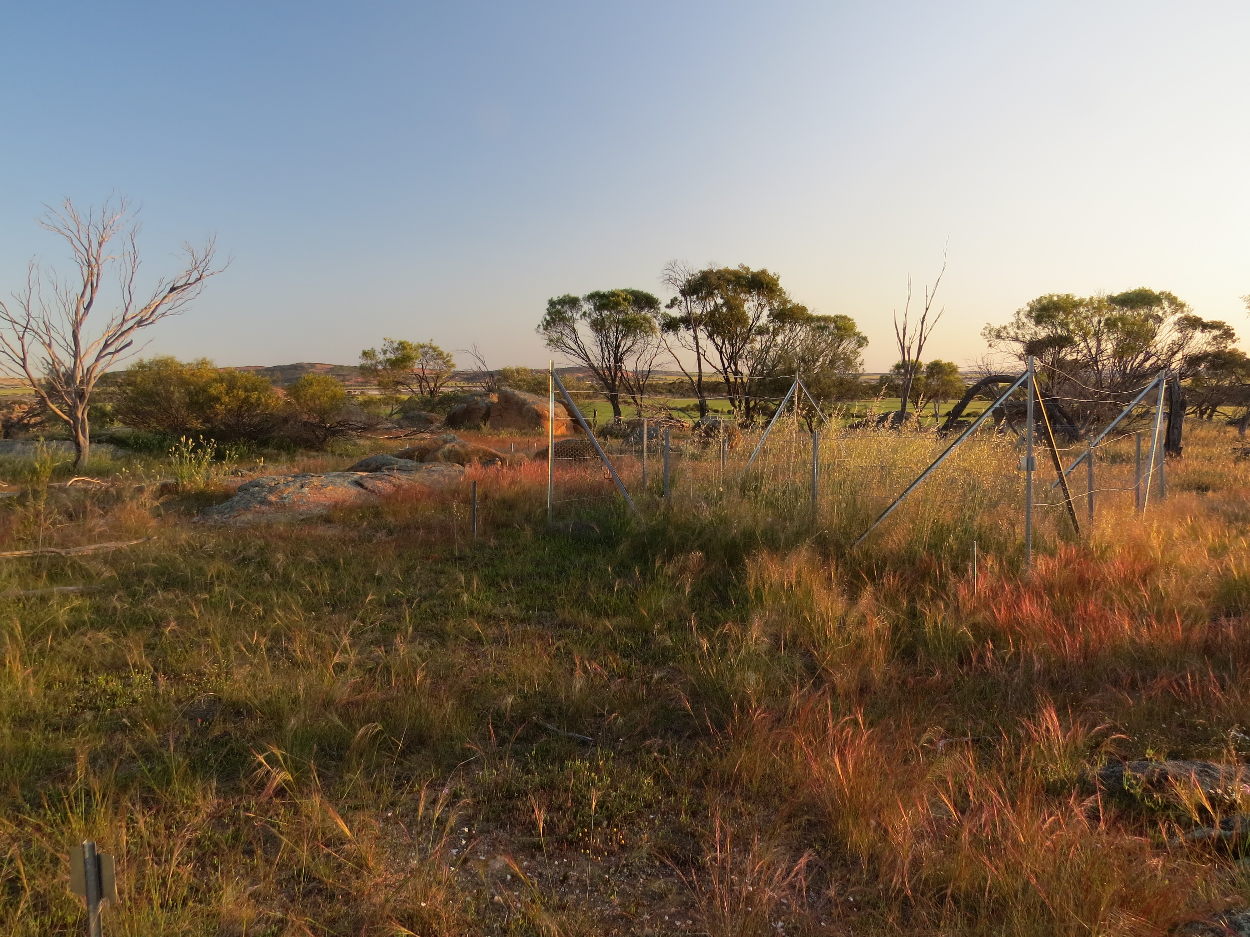 Mount Caroline control site unfenced vs NPK fenced 2015