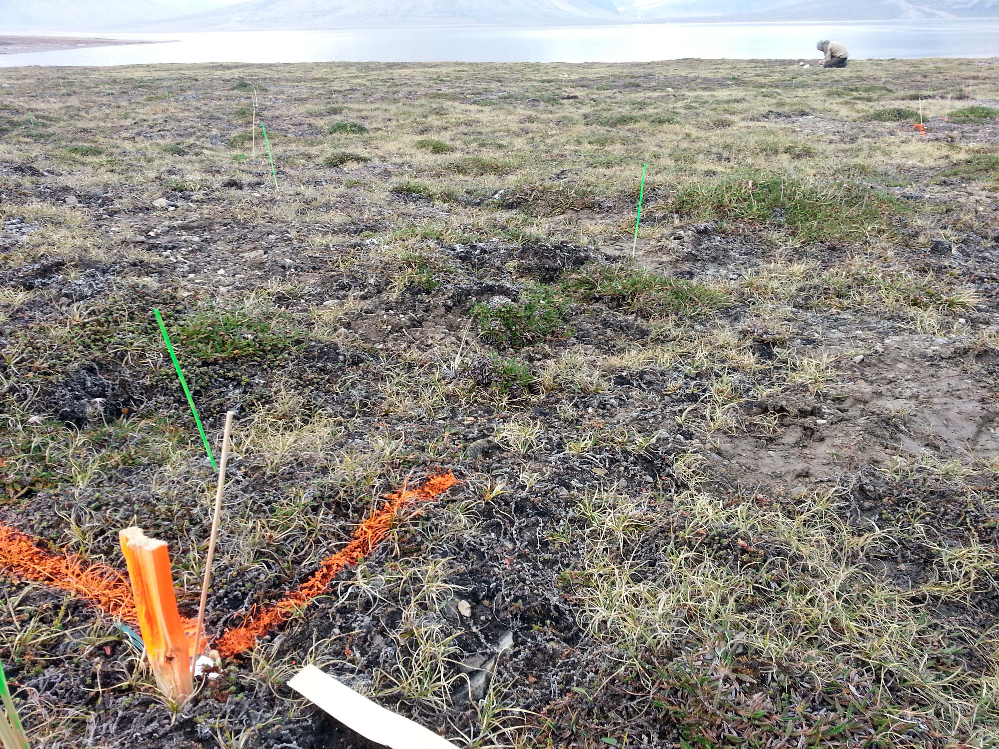 Petuniabukta site in July 2016