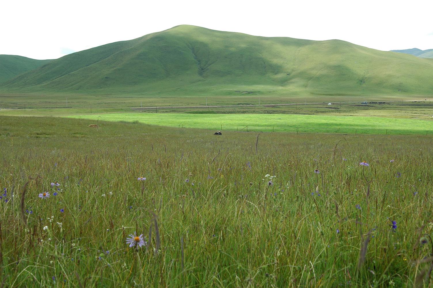 Azi site alpine meadow and mountain