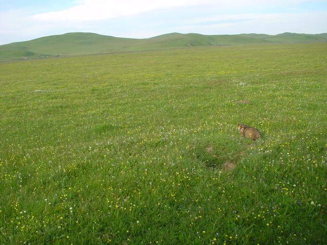 Azi site alpine meadow and rodent