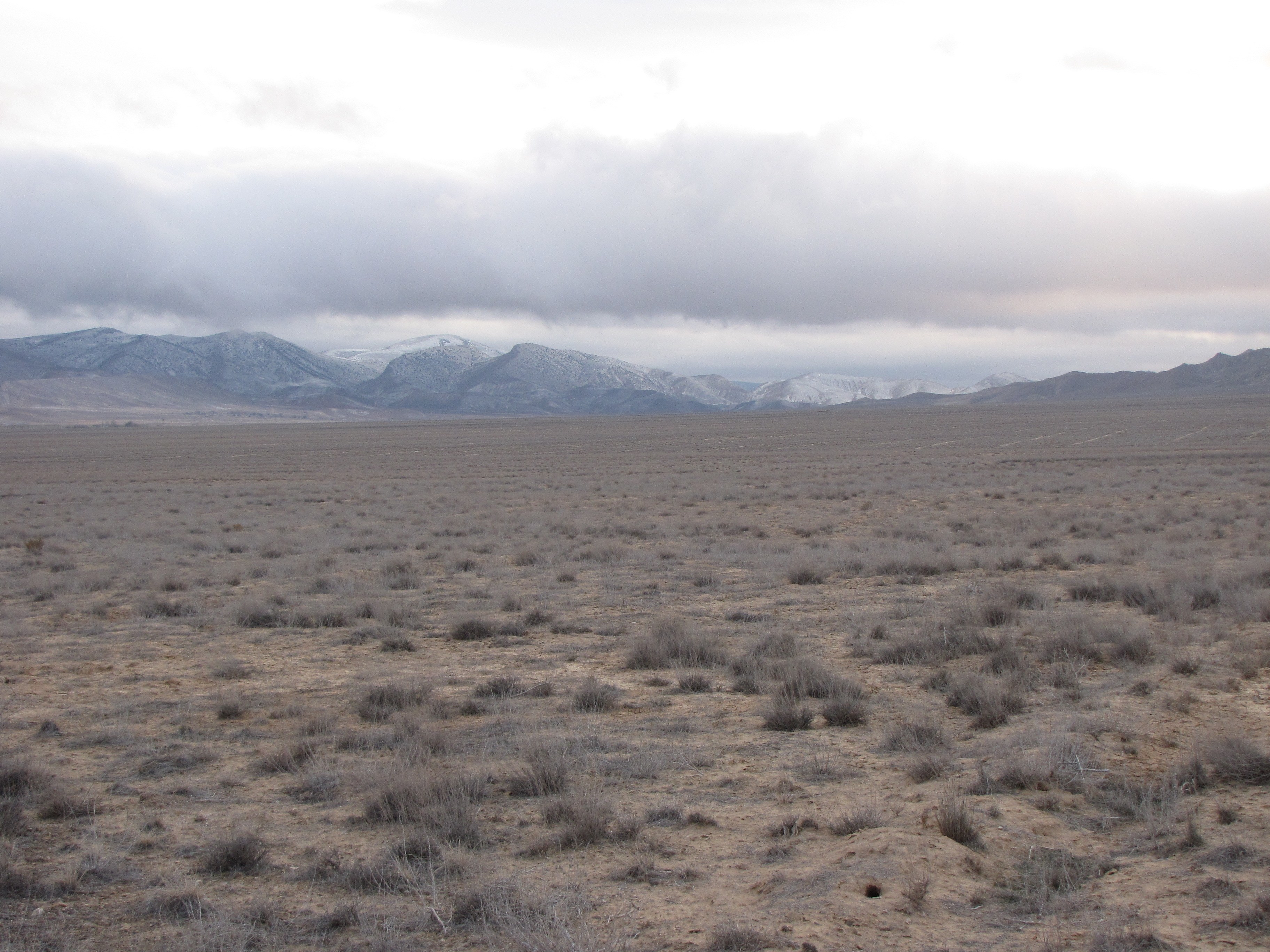Artemisia sieberi site in Iran