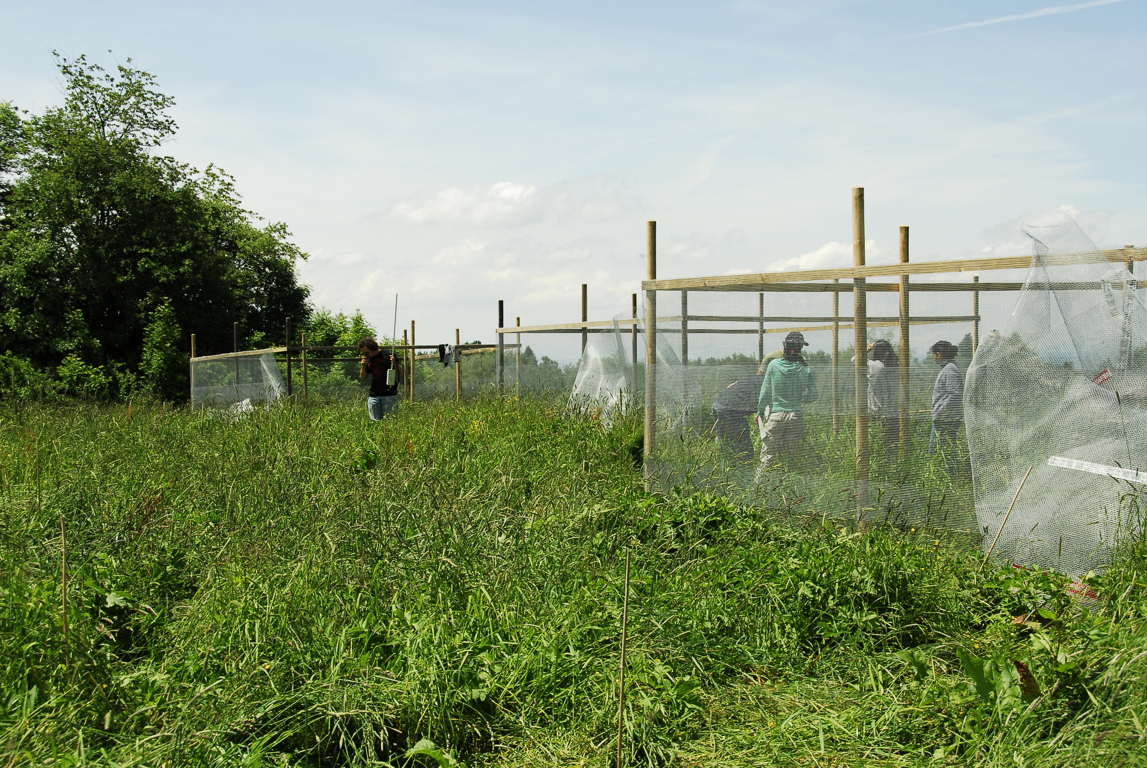 Team building exclosures at Fruebuel site