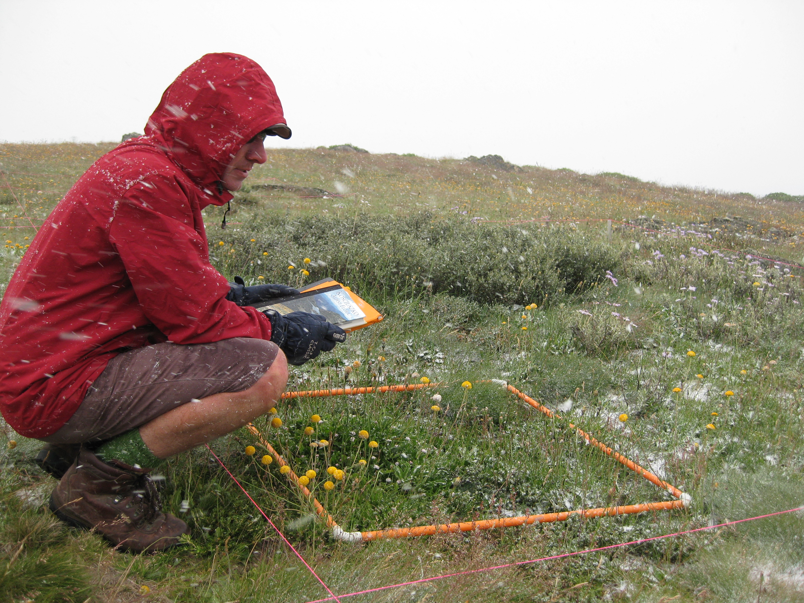 Bogong site assessing plant composition