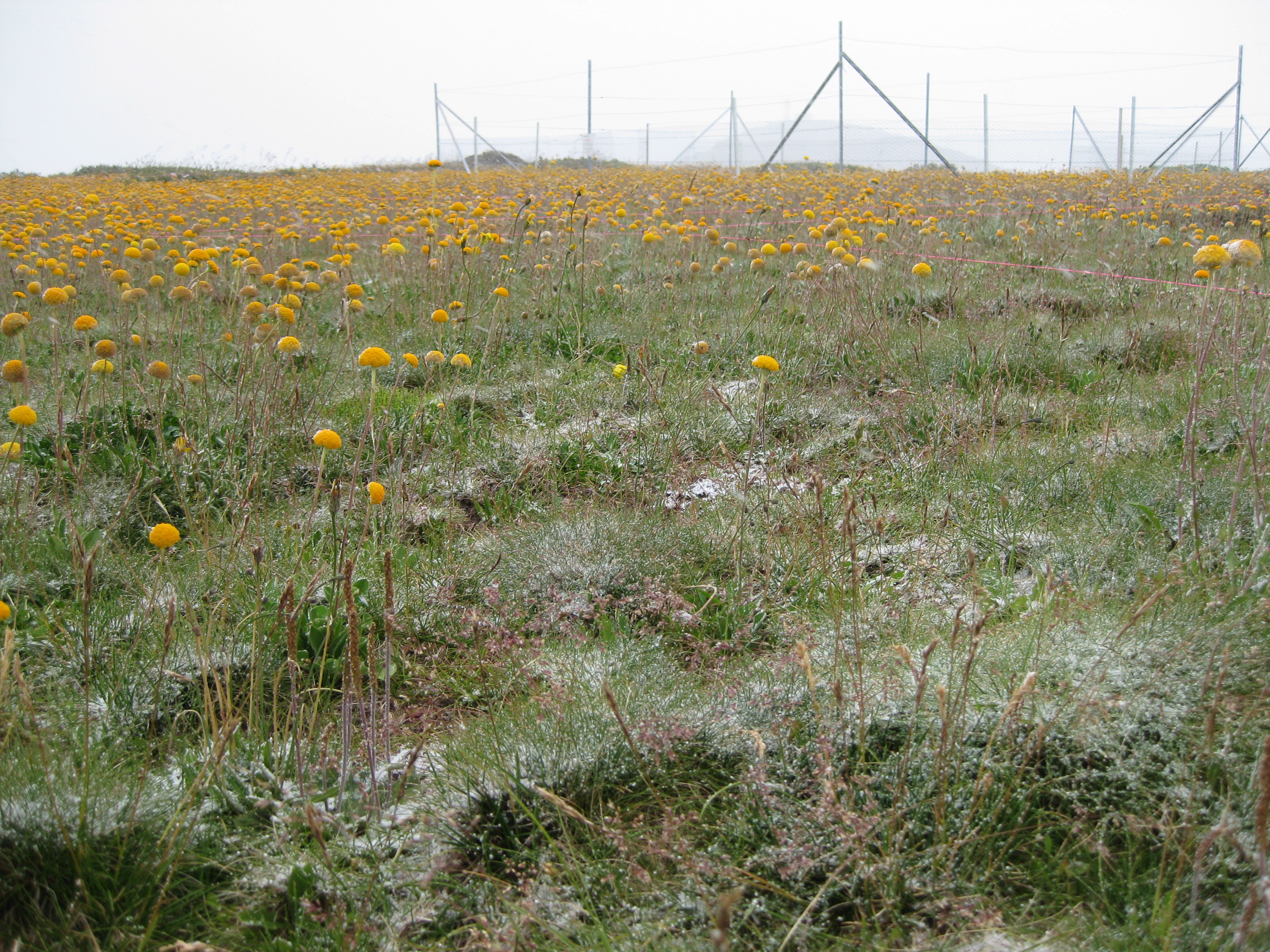 landscape photo of bogong site