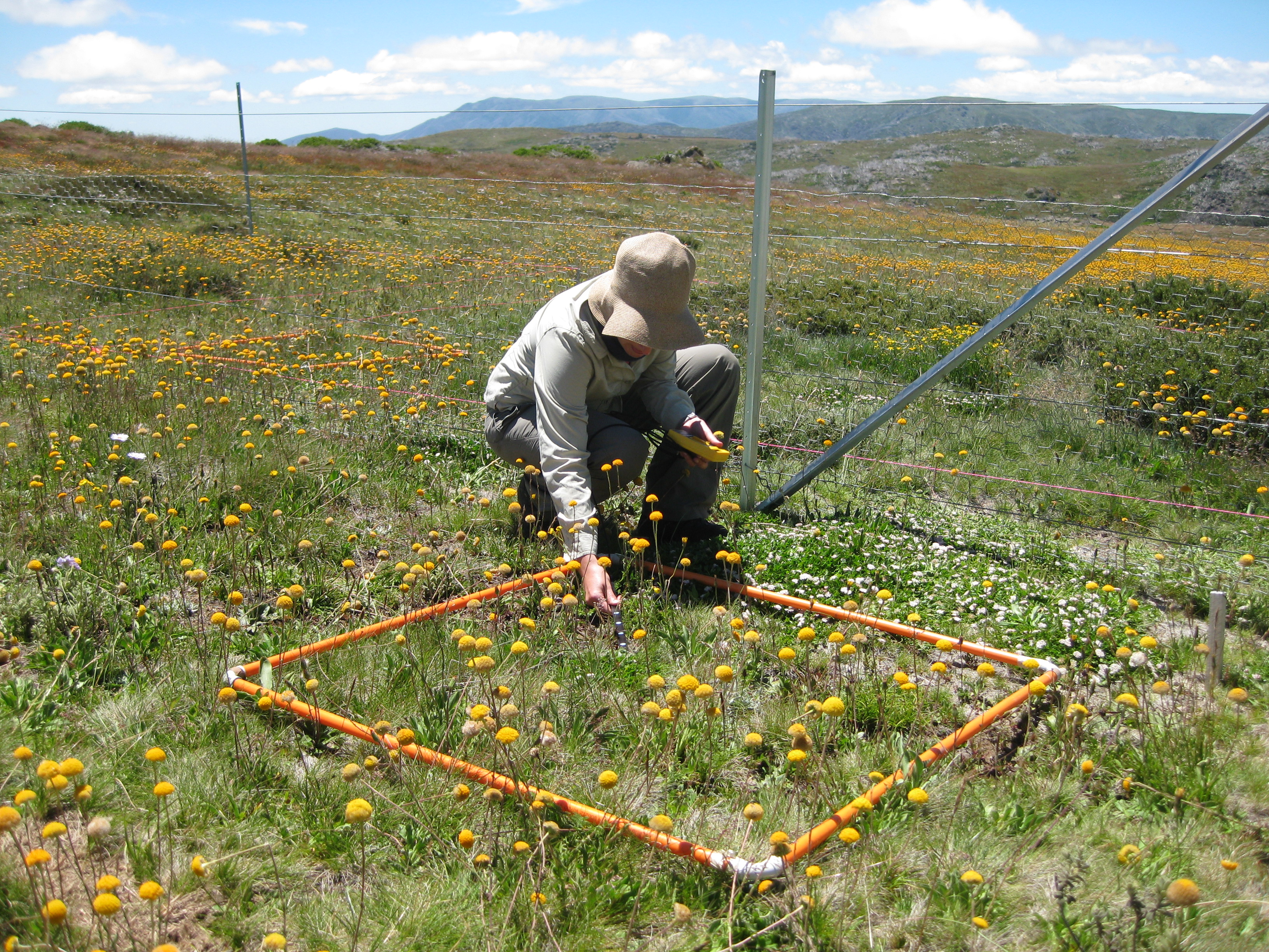 Bogong site researcher