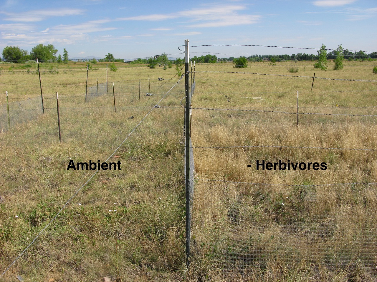 Boulder South Campus ambient versus no herbivores treatments