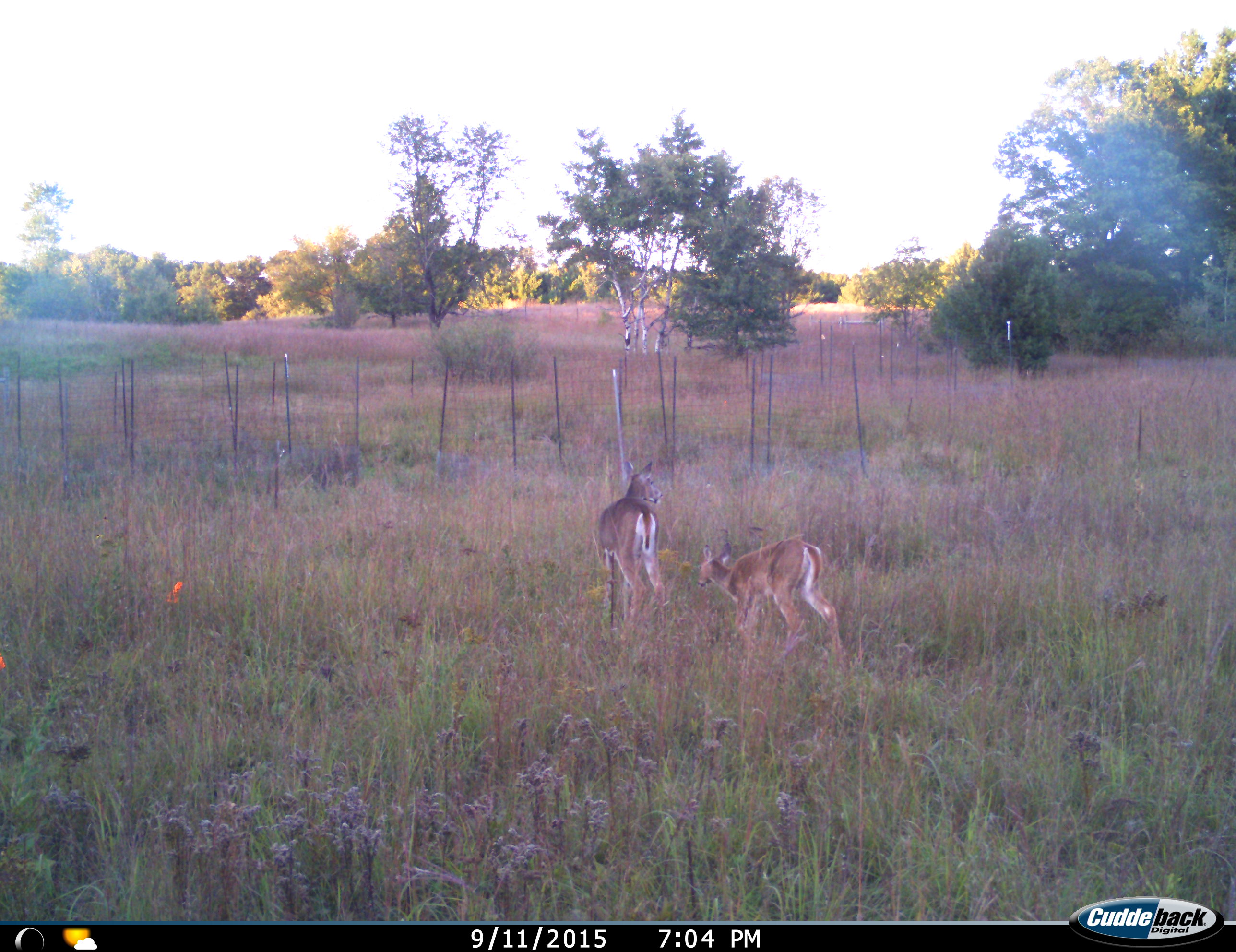 Deer at Cedar Creek LTER in 2015