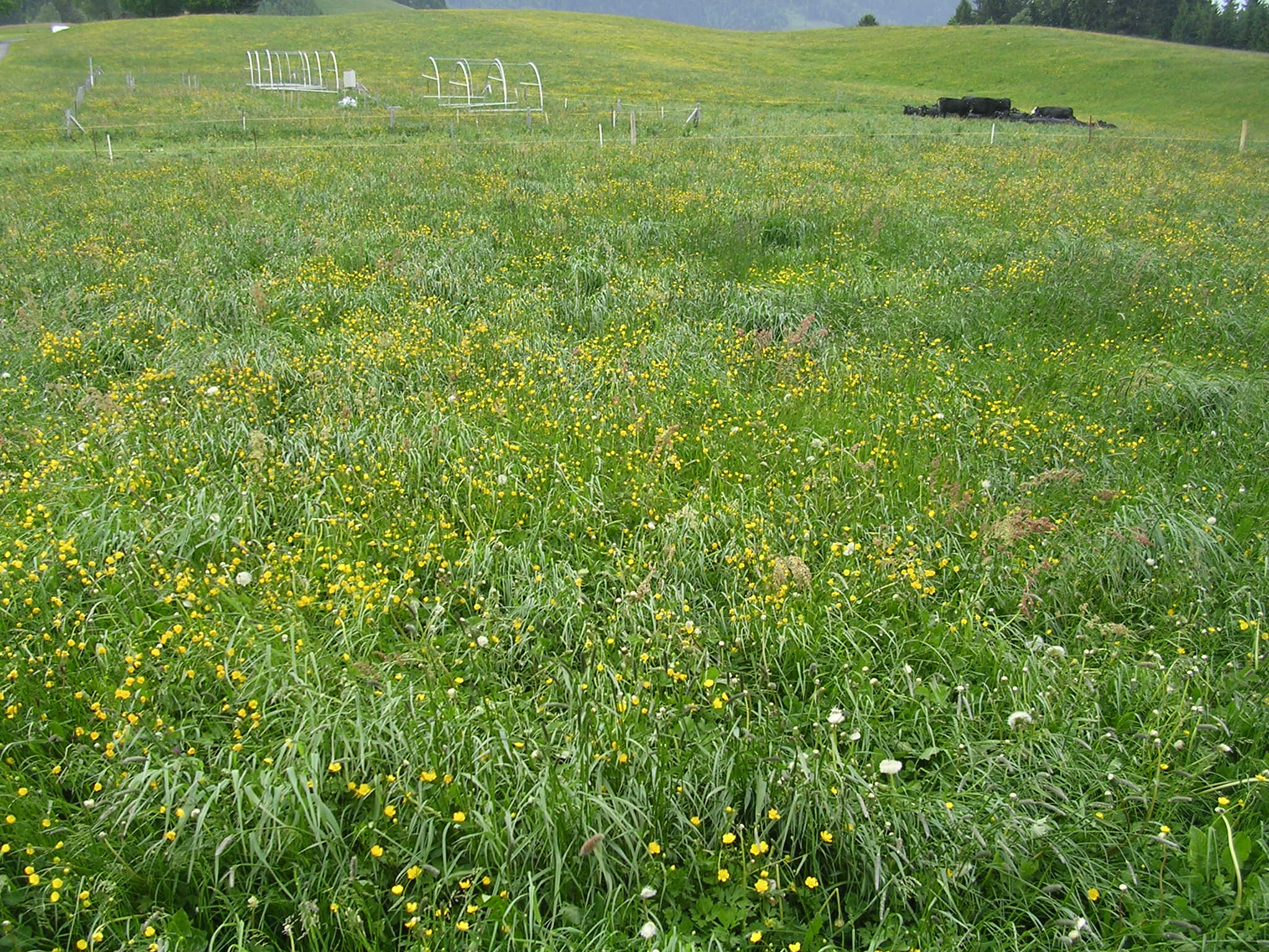 Fruebuel site landscape