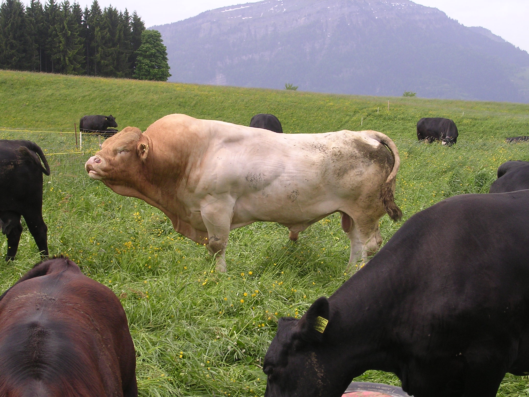 Livestock at Fruebuel site