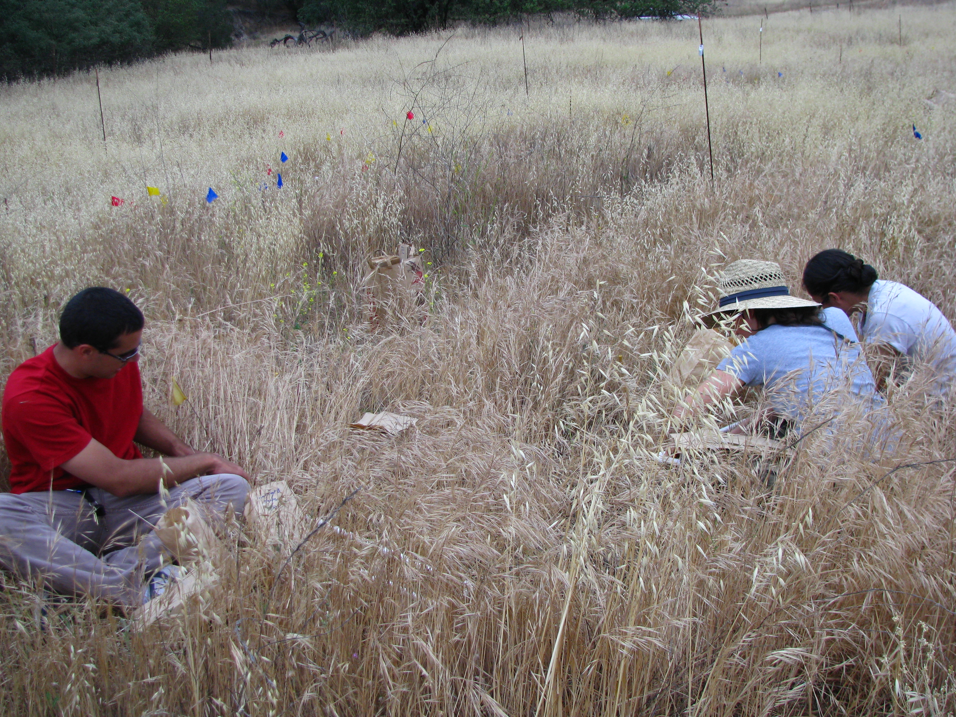 Plant collection 2009