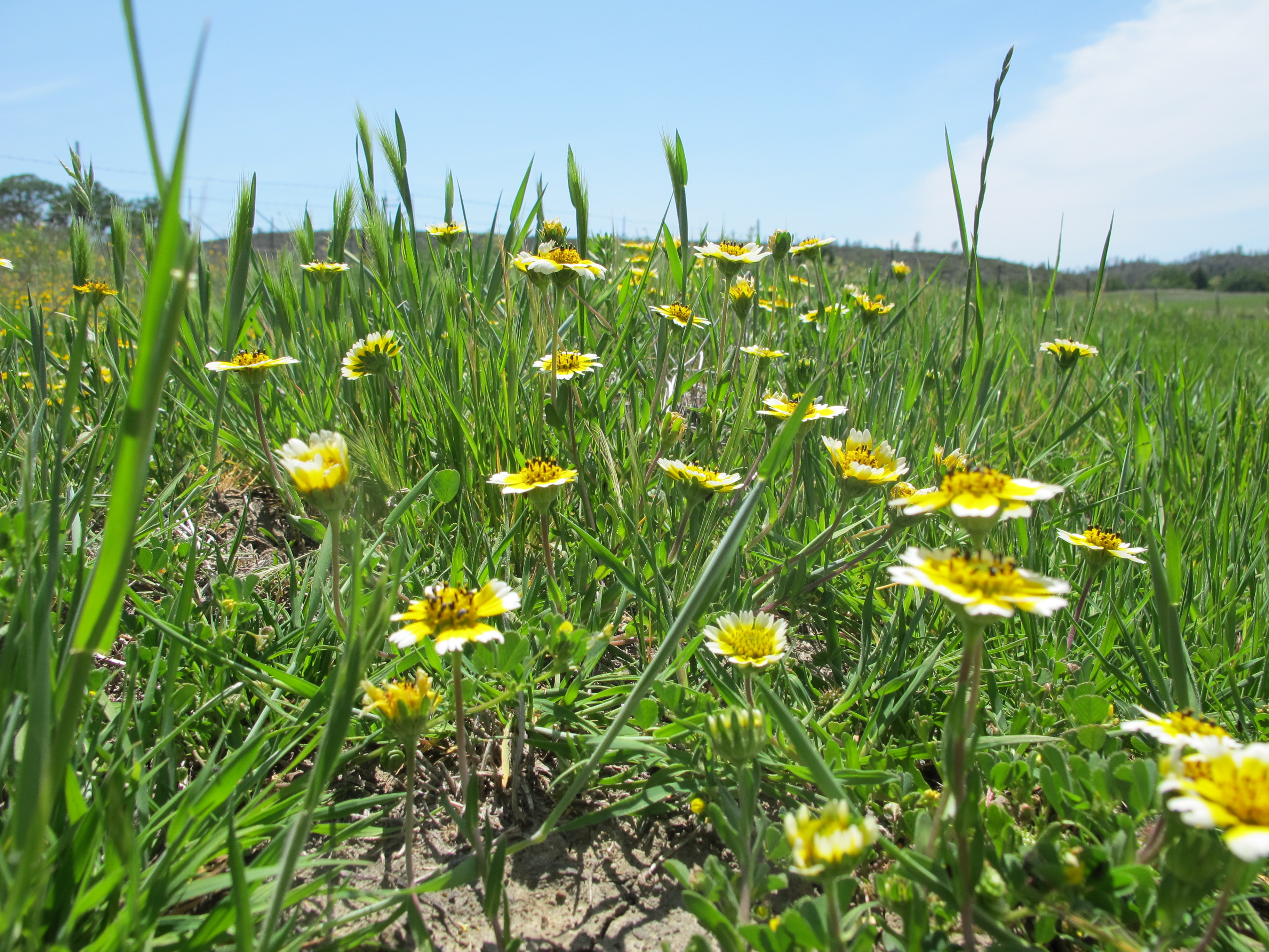 Plants at McLaughlin UCNRS site, photo 1