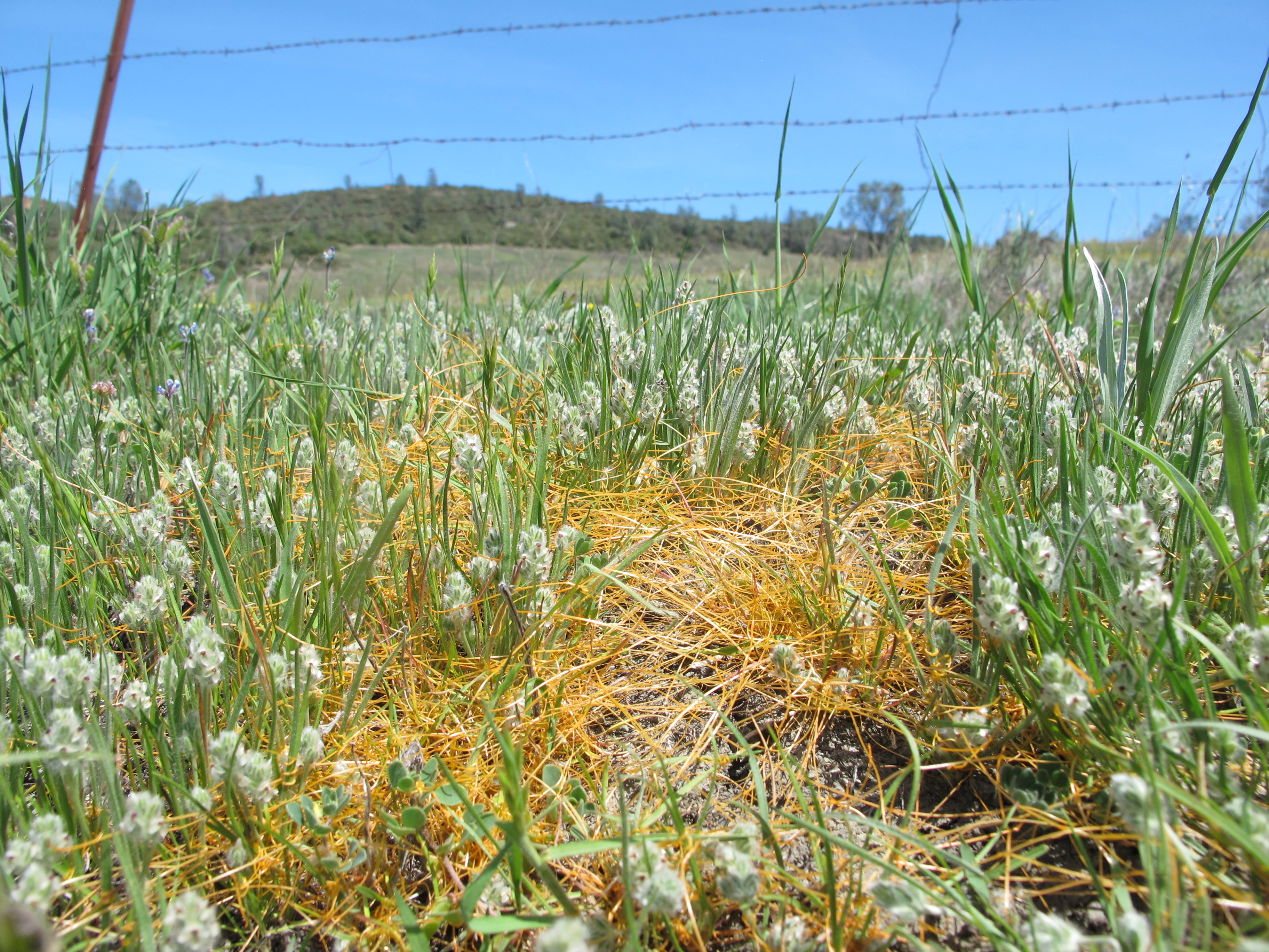 Plants at McLaughlin UCNRS site, photo 2