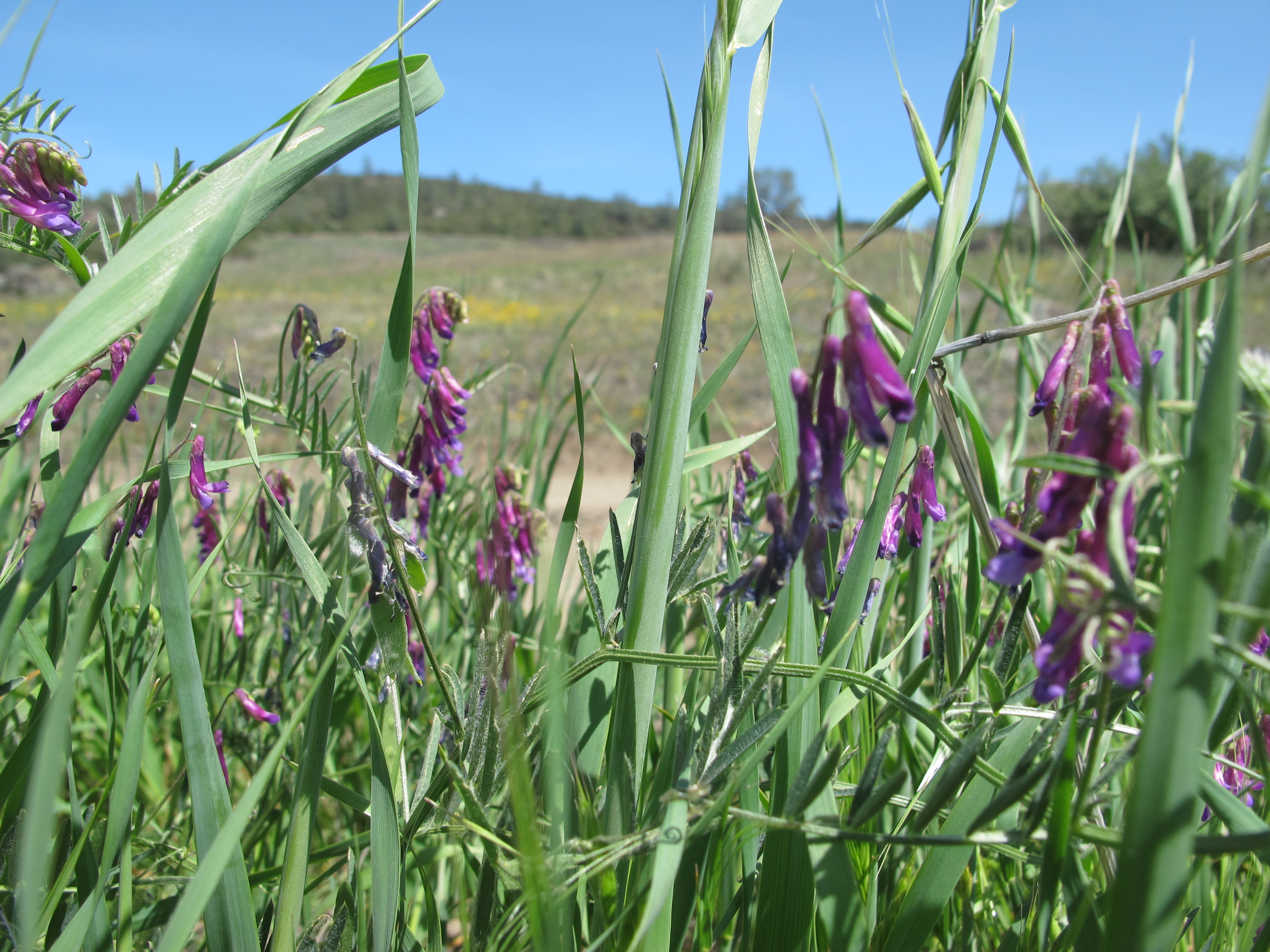 Plants at McLaughlin UCNRS site, photo 3