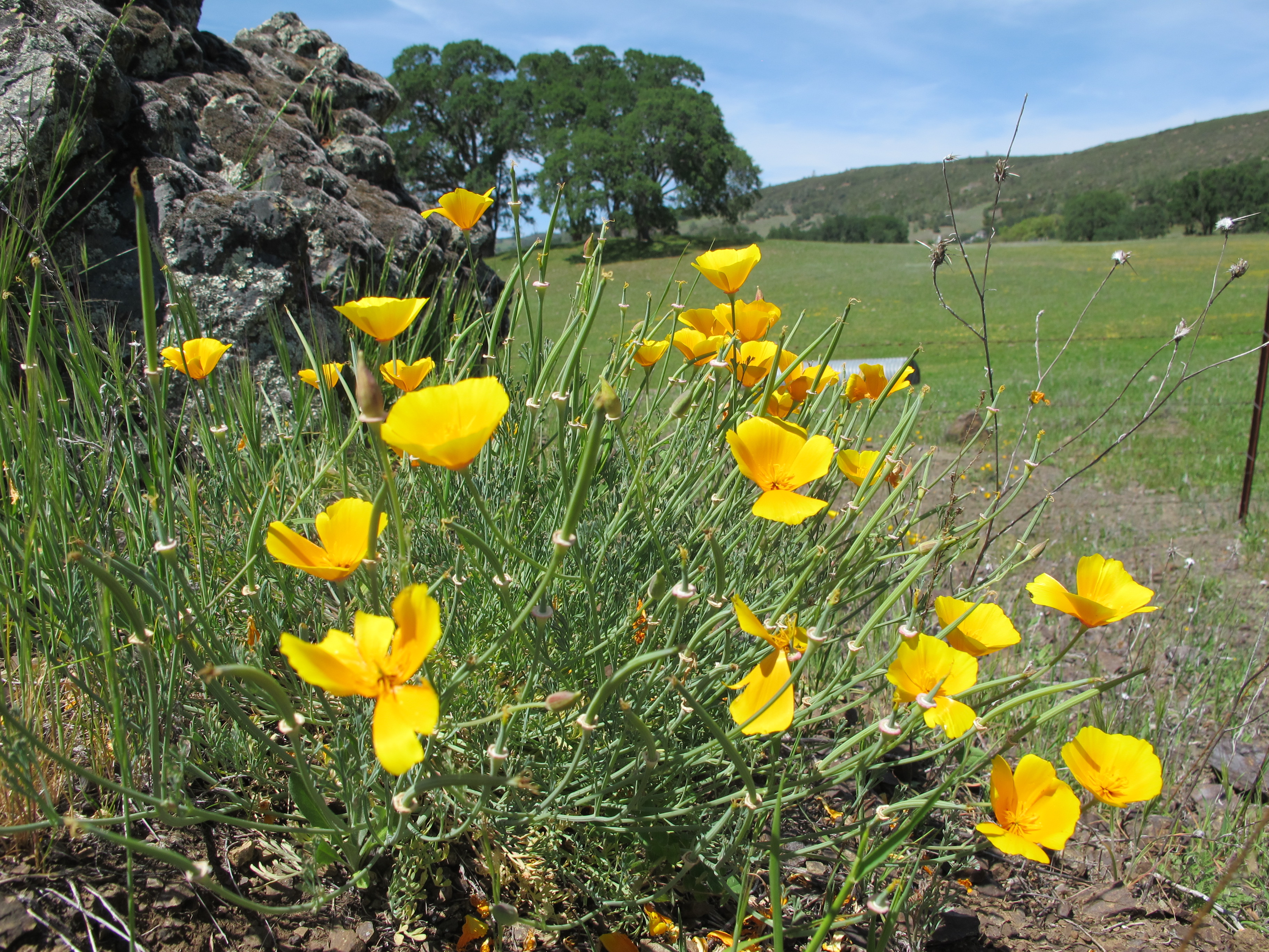 Plants at McLaughlin UCNRS site, photo 4