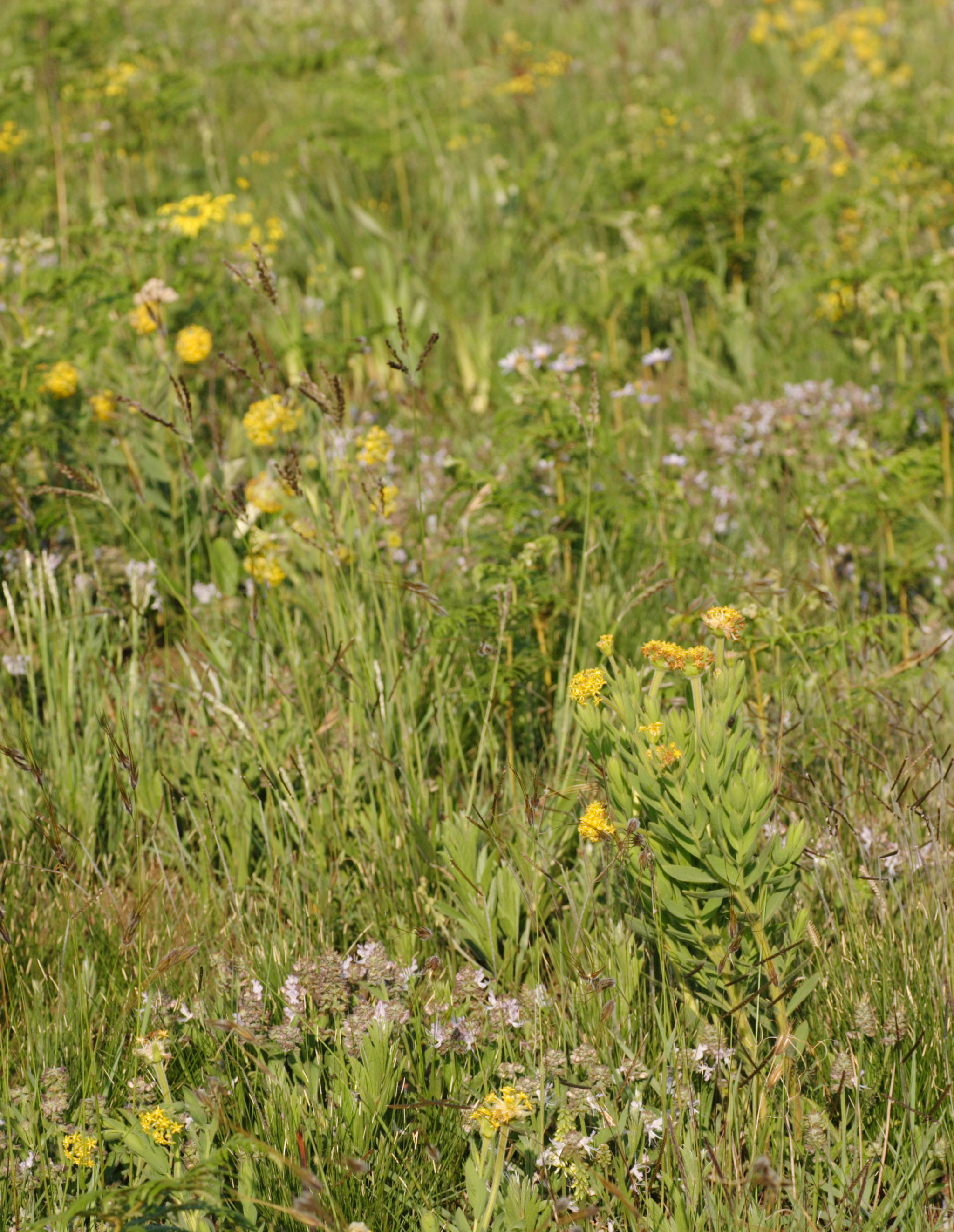Plants at Summerveld site