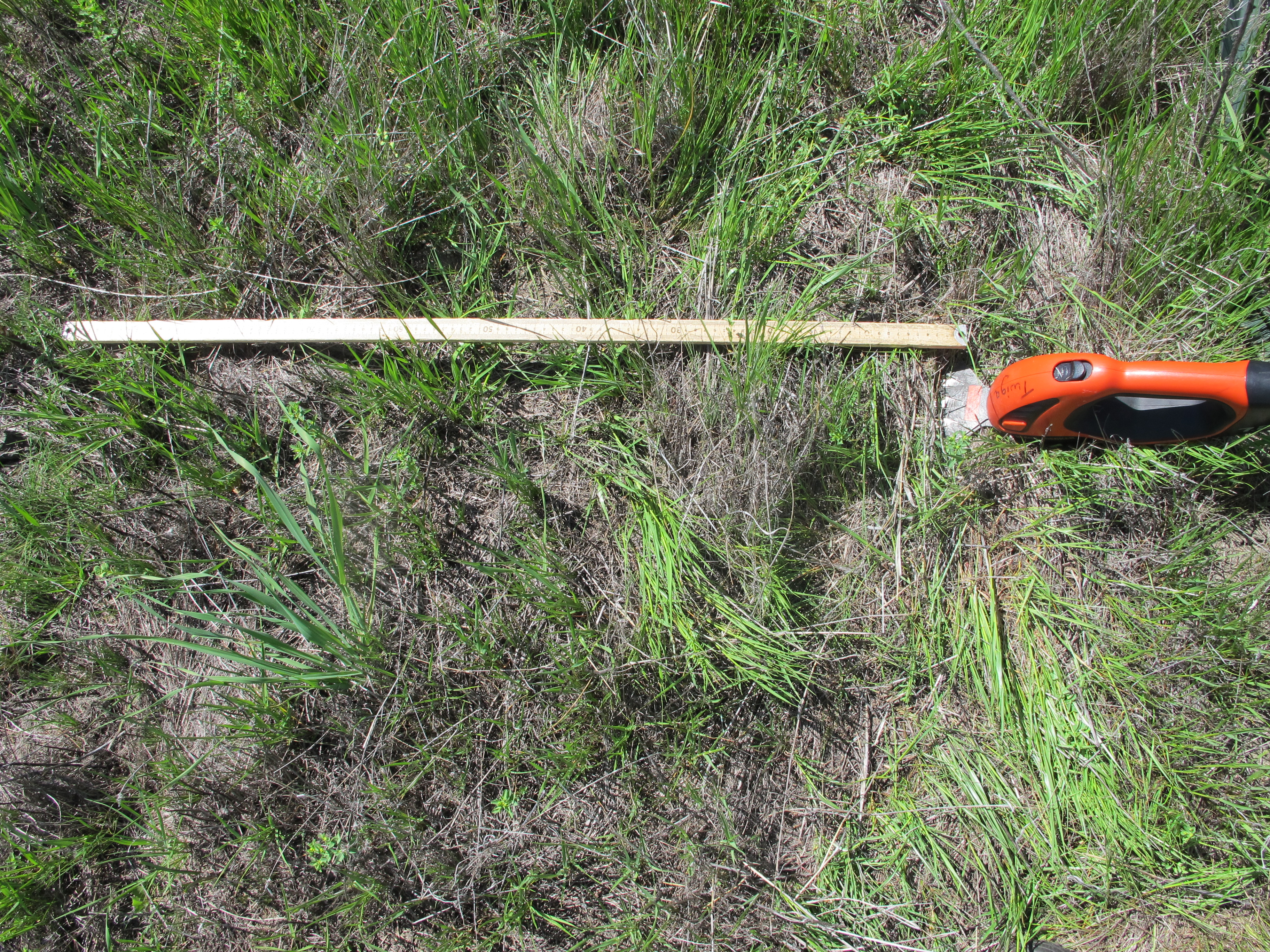 Pre-collection of plants at McLaughlin UCNRS site
