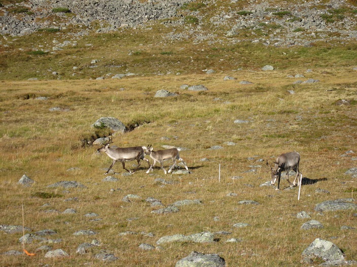 Reindeer at Kilpisjarvi site