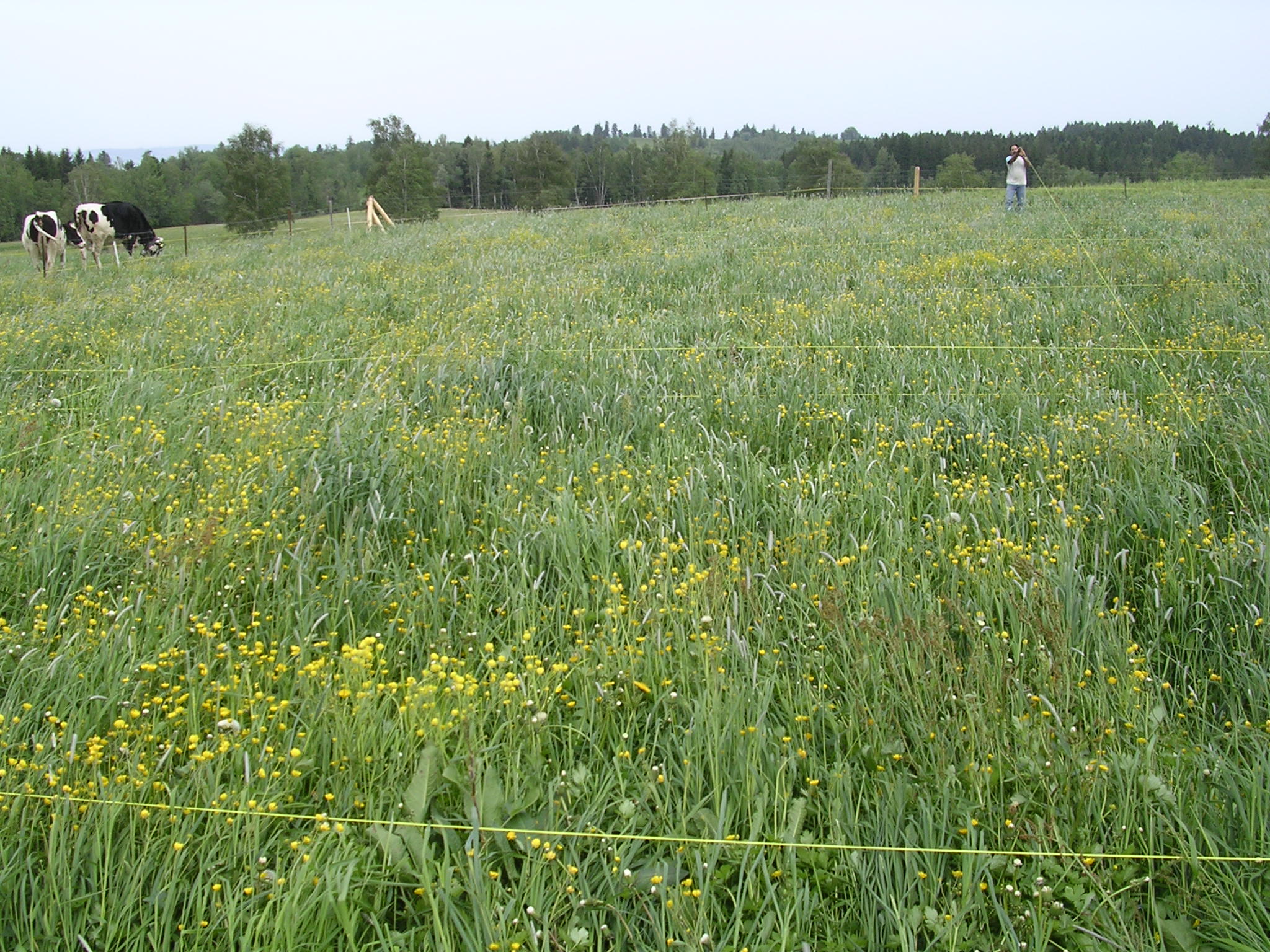 Setting up plots at Fruebuel site, photo 1