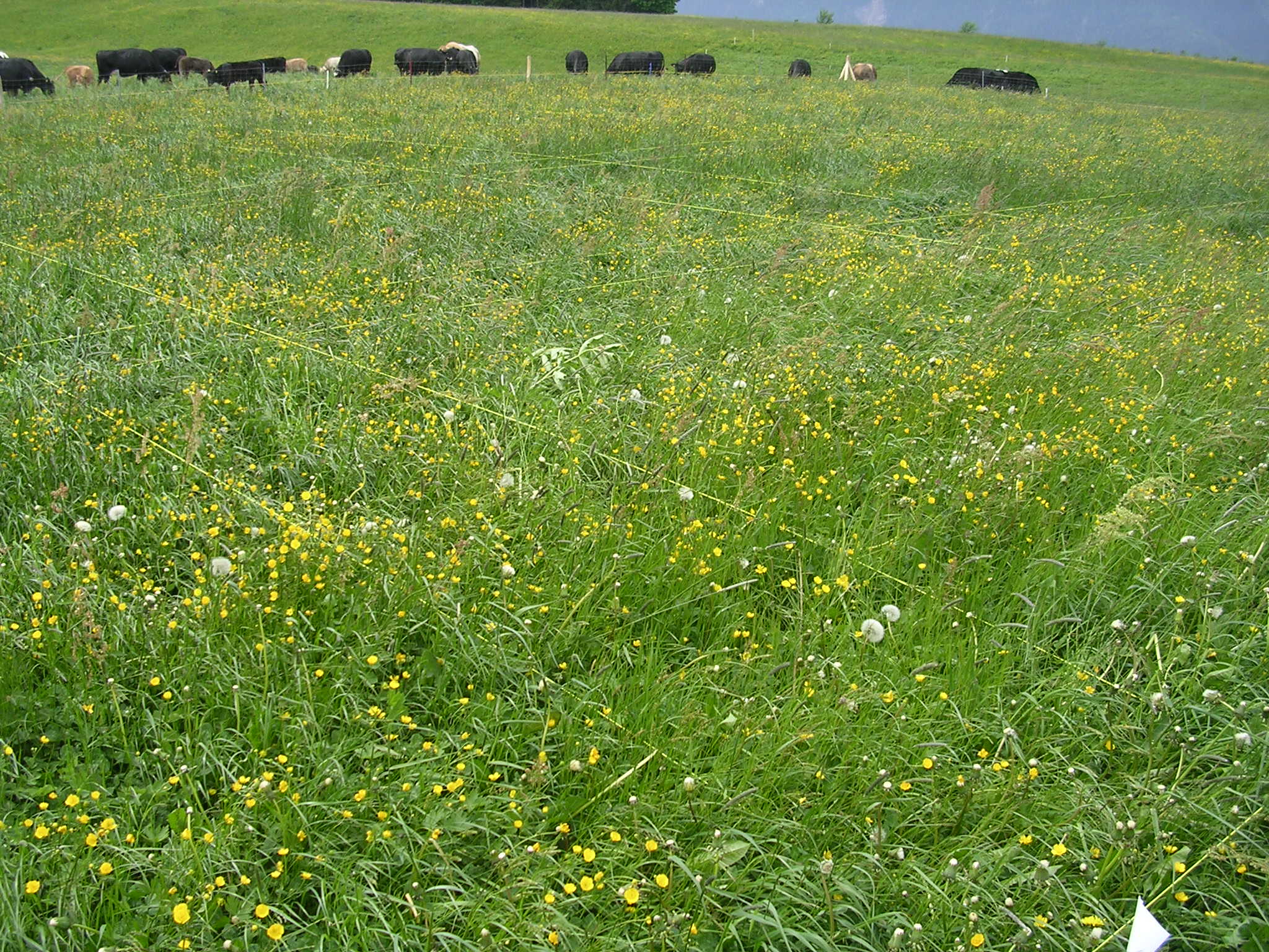 Setting up plots at Fruebuel site, photo 2