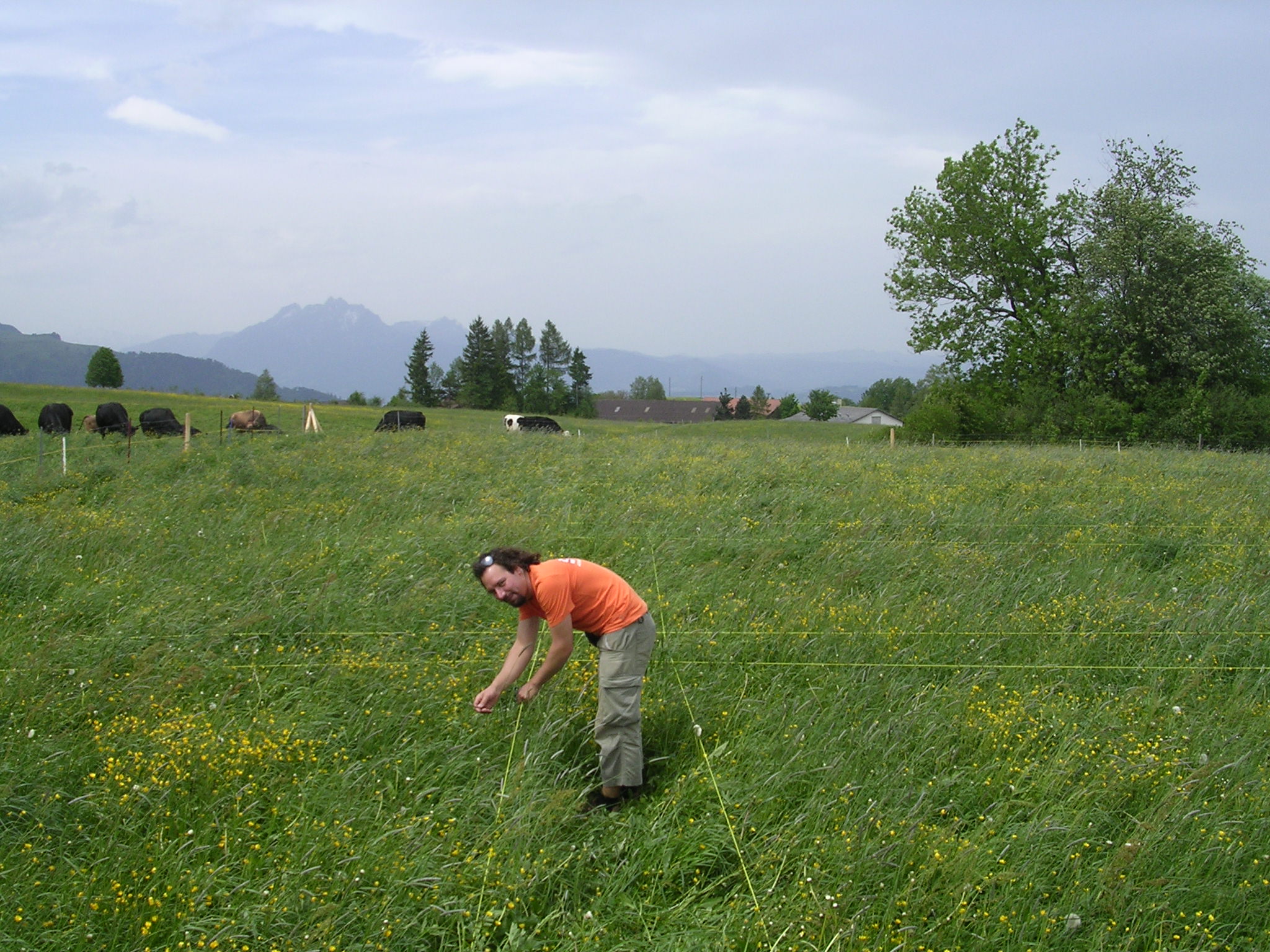 Setting up plots at Fruebuel site, photo 3