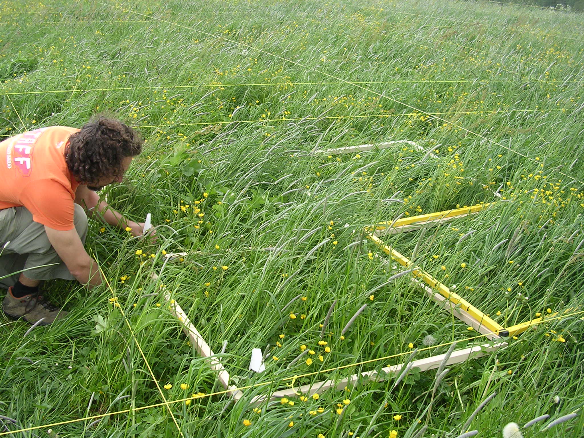 Setting up plot at Fruebuel site, photo 4