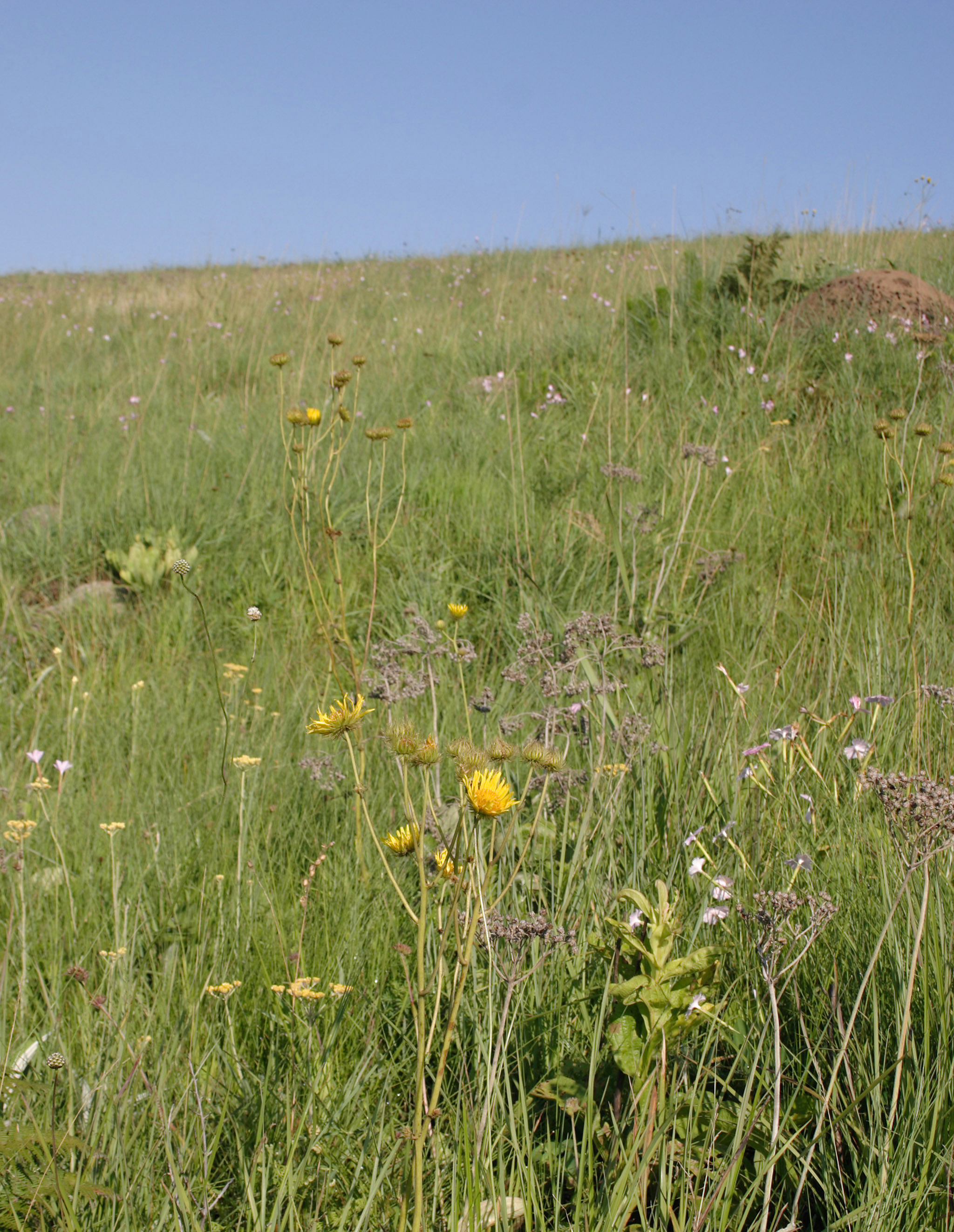 site photo from Summerveld site