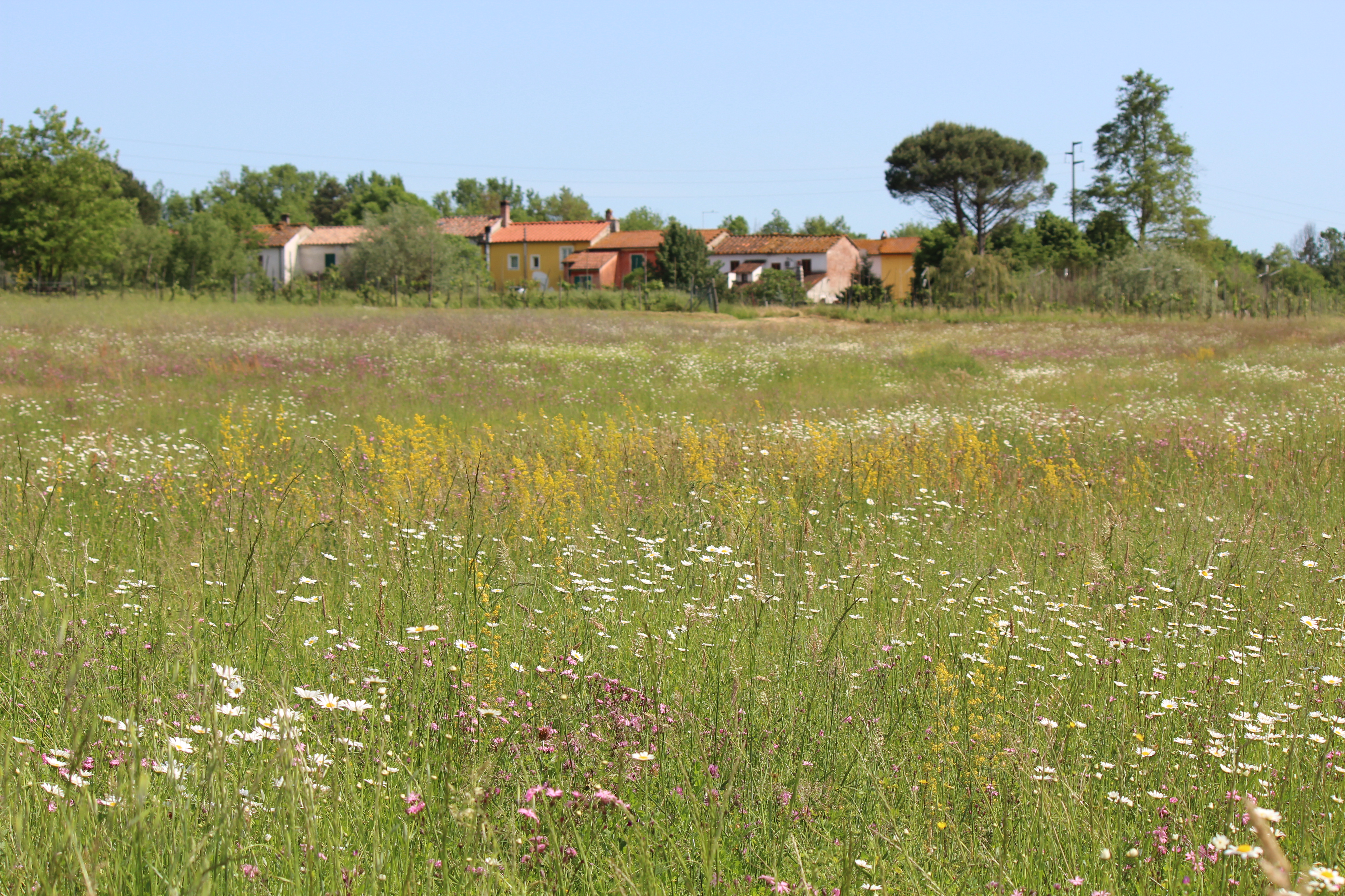 Galleno site, photo 2