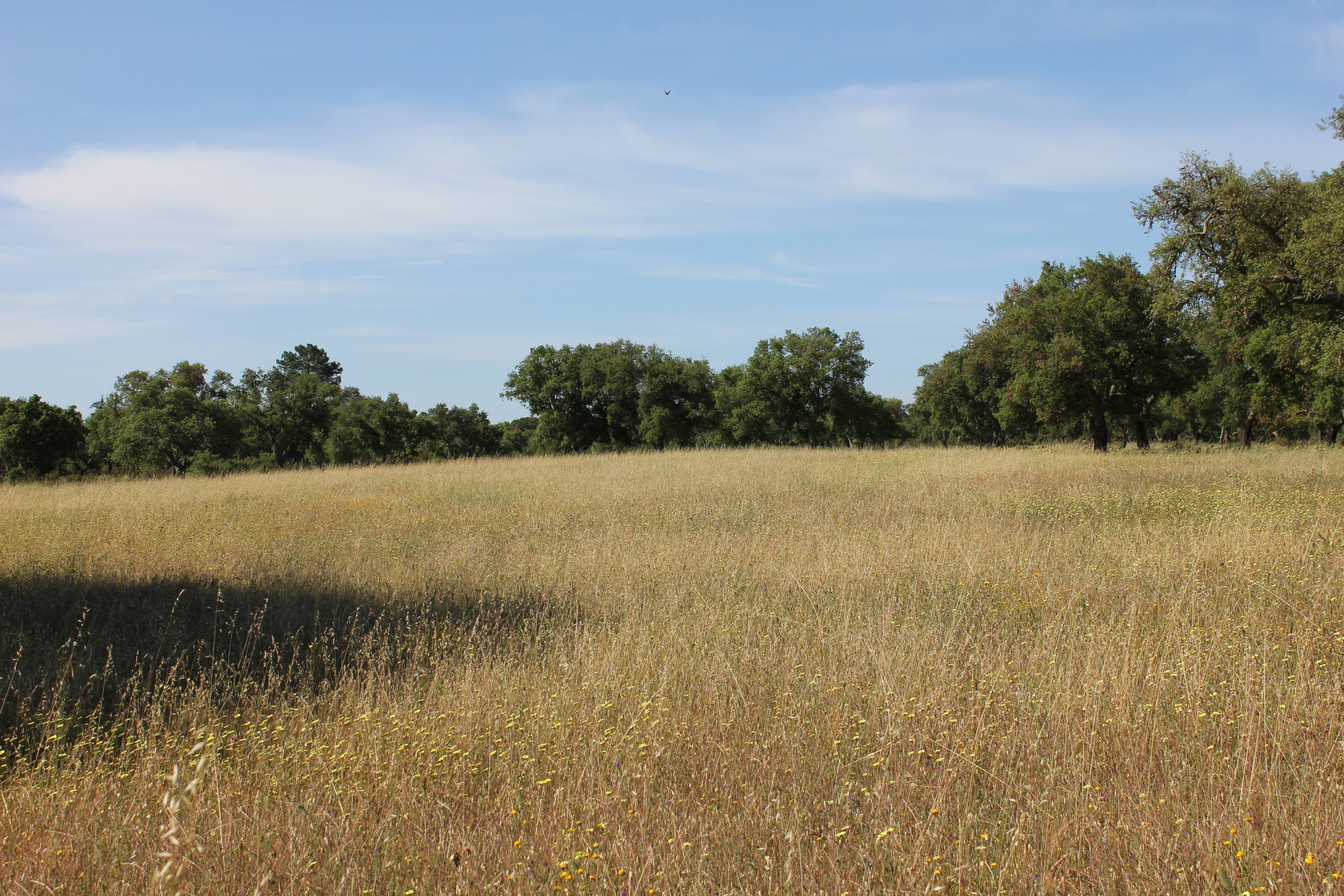 Companhia das Lezirias site landscape