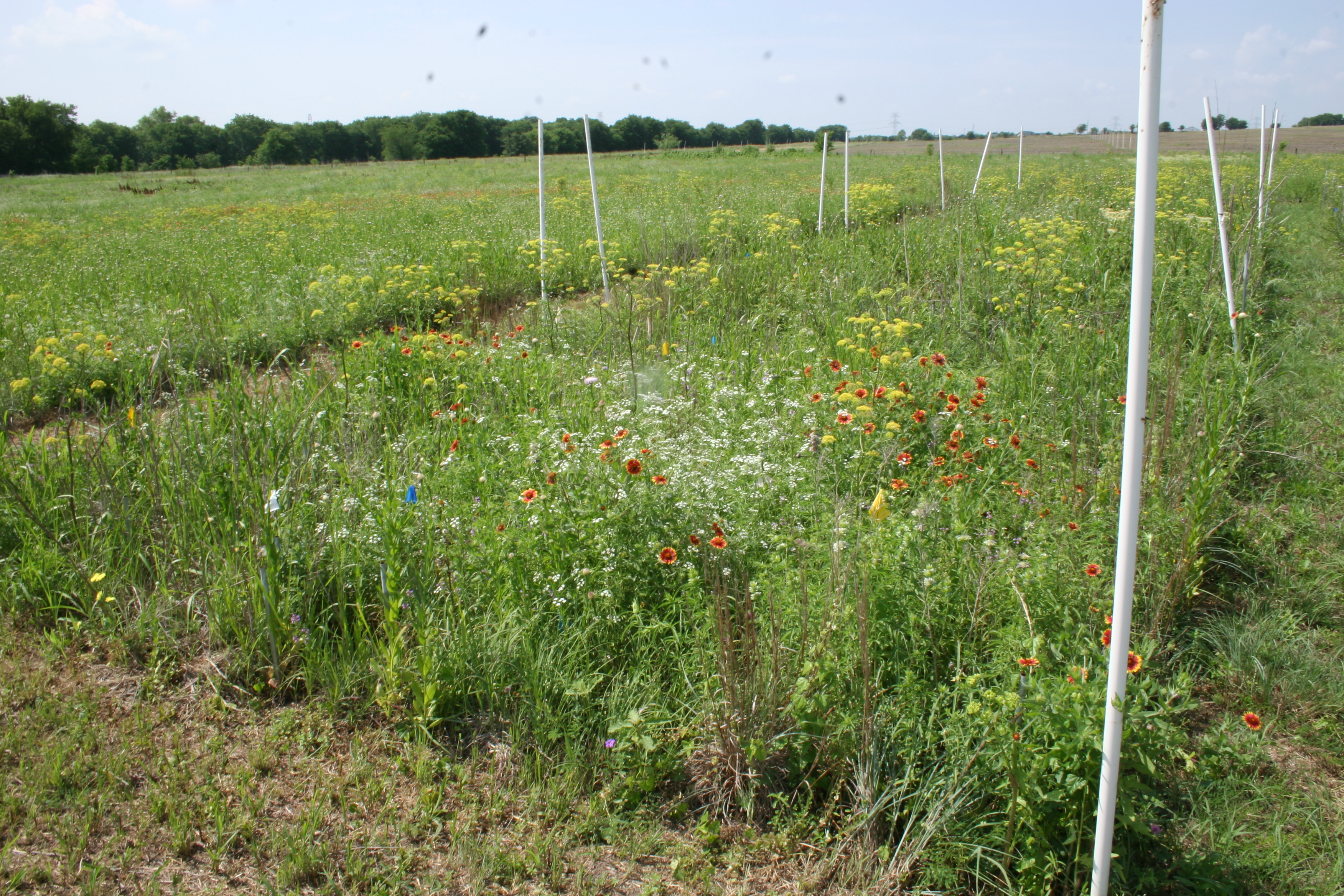 Site photo May2010-2