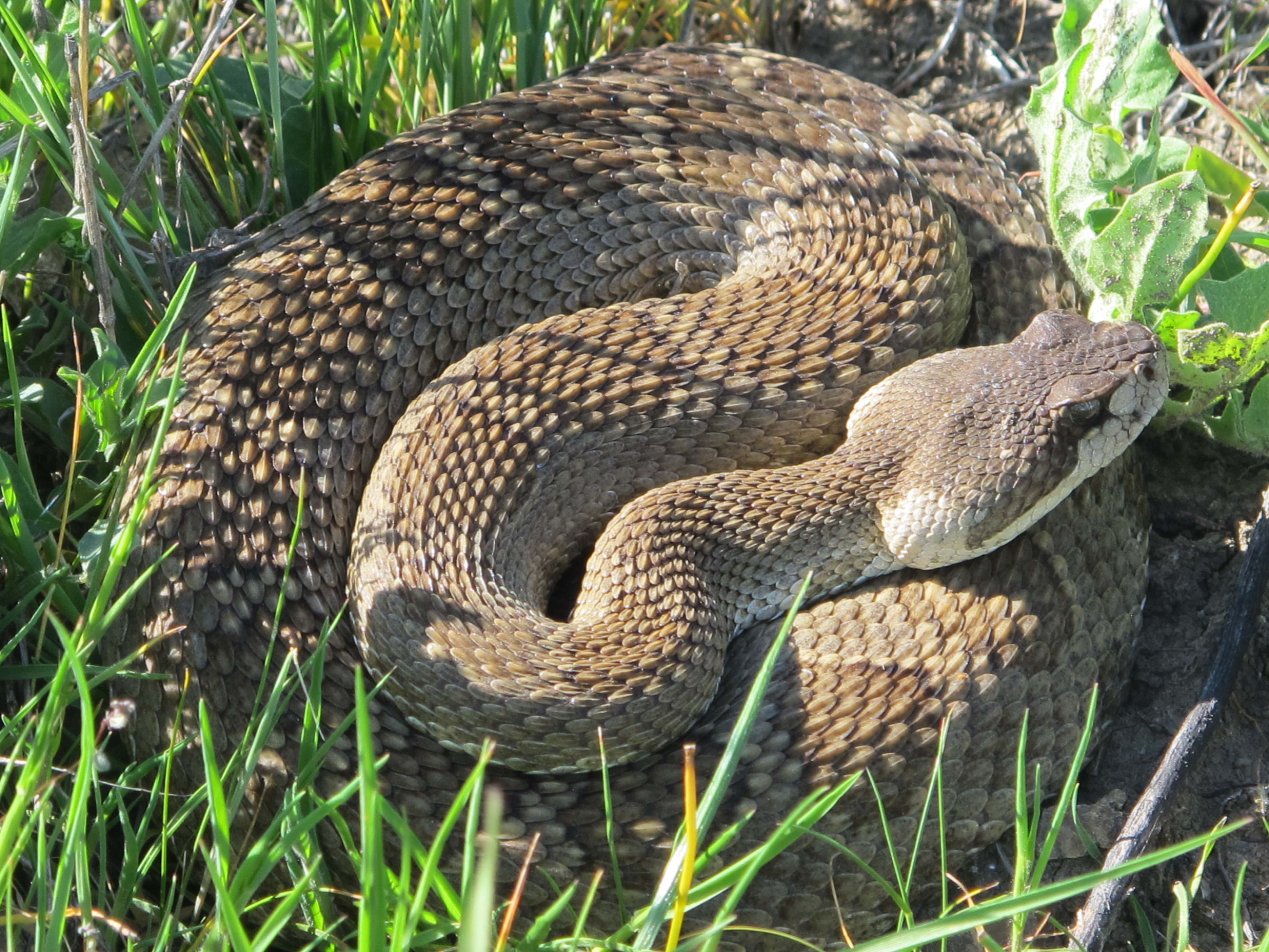 Snake at McLaughlin UCNRS site