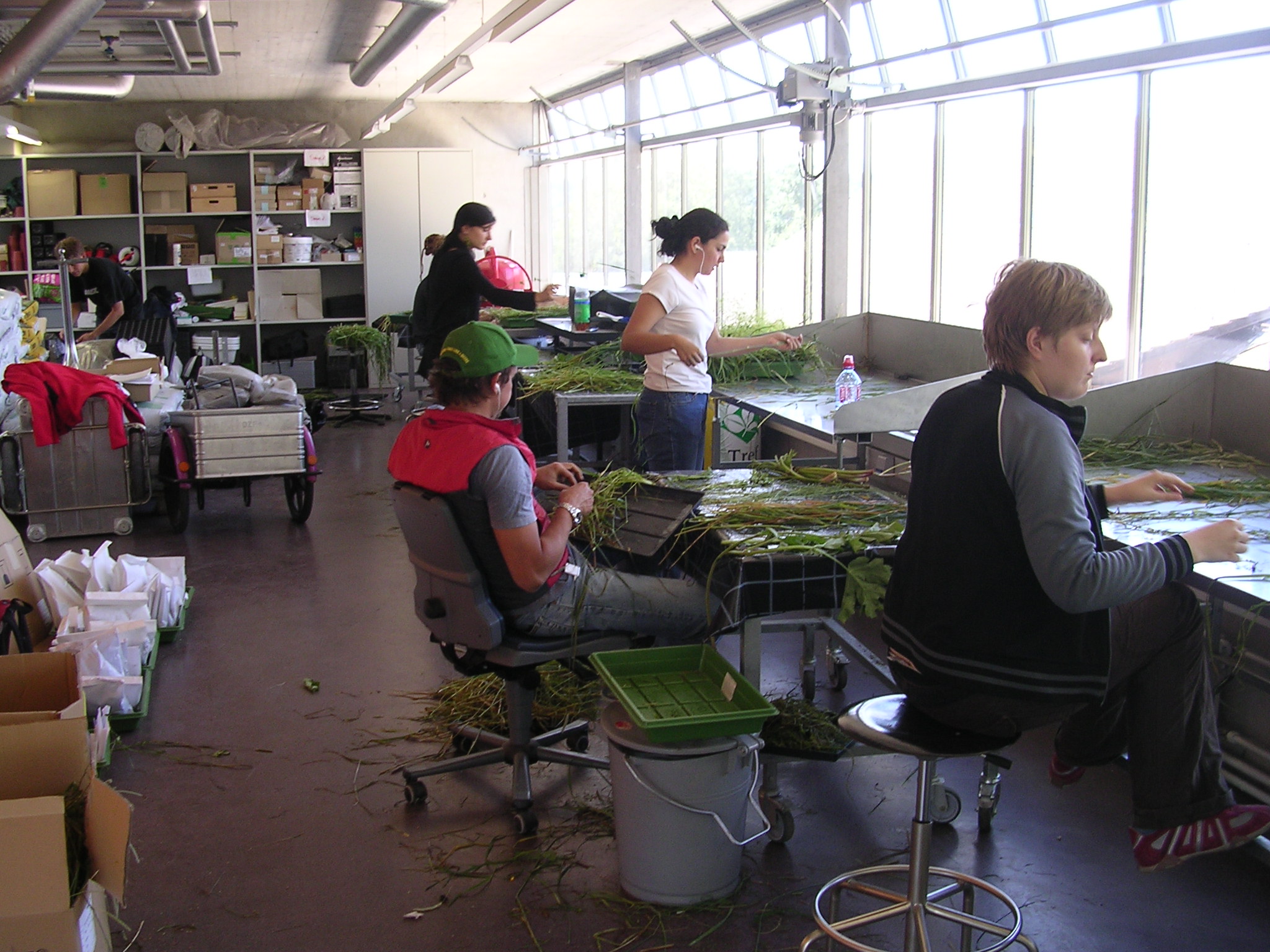 Team sorting plants from Fruebuel site