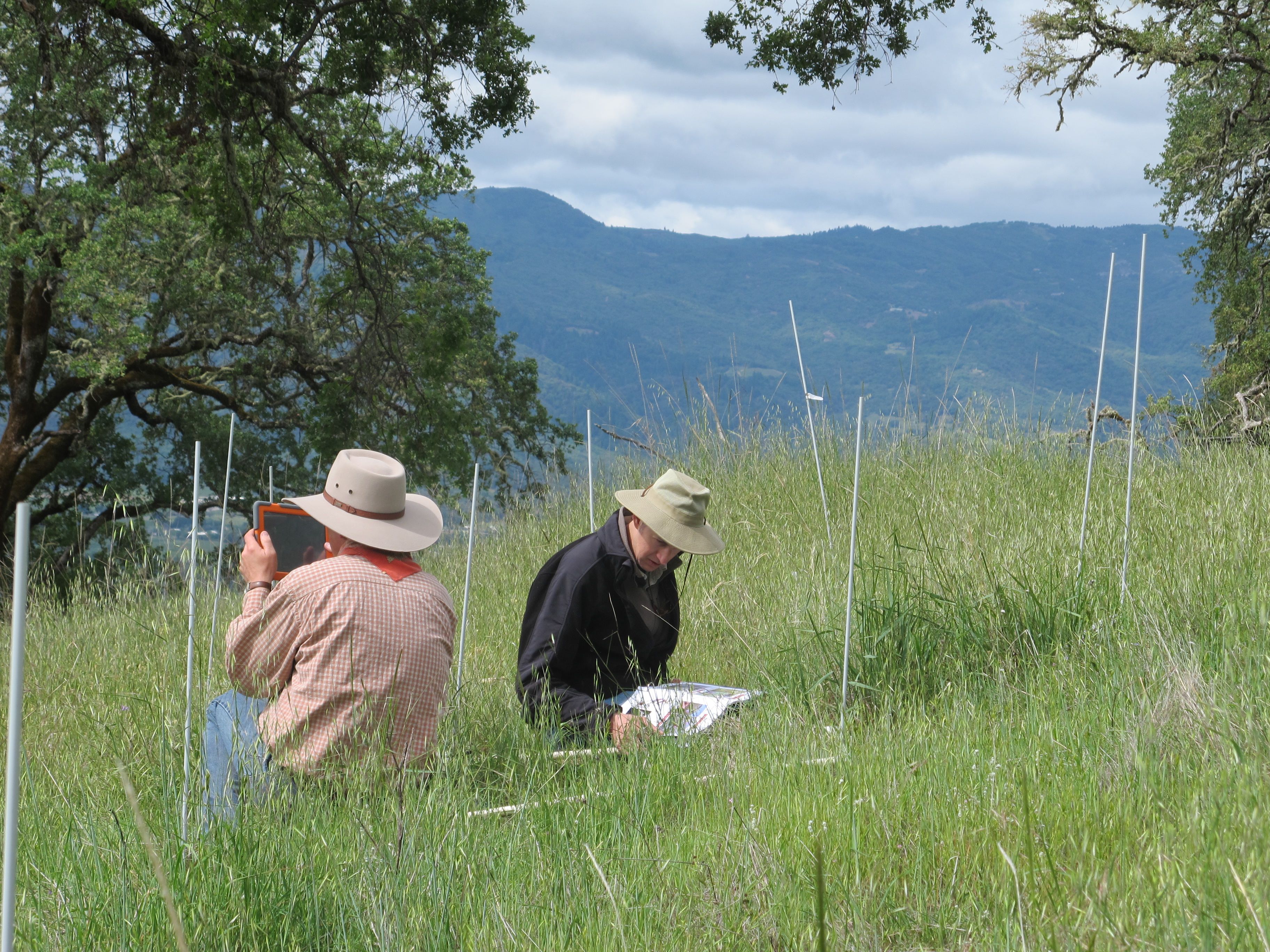 WS Harpole & collaborator botanizing at McLaughlin UCNRS site