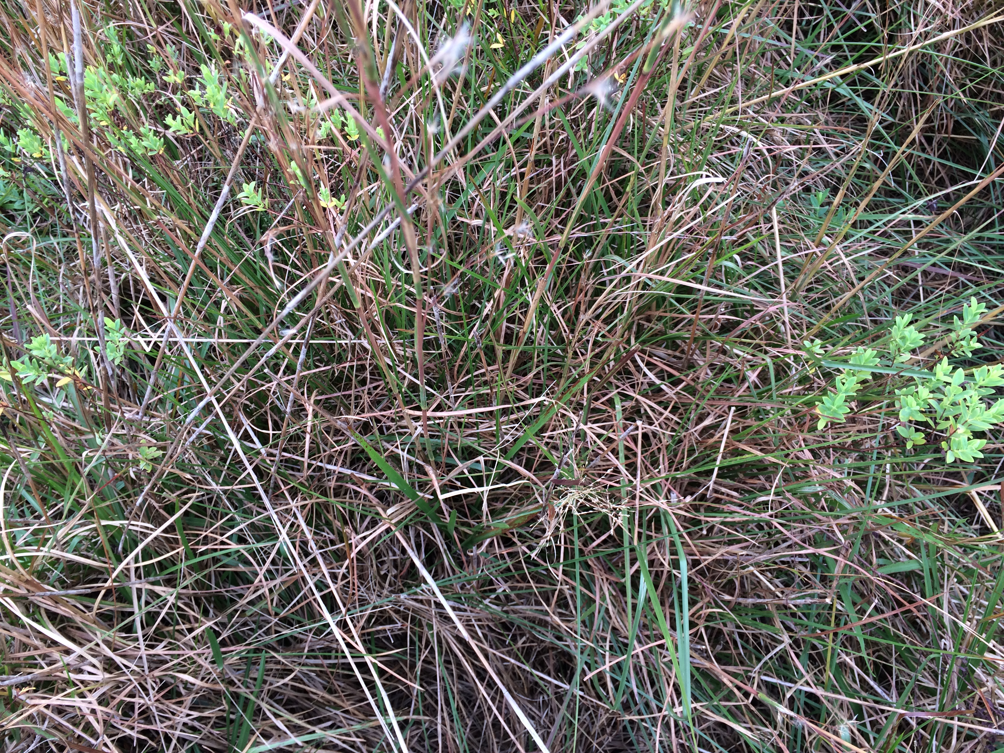 Nitrogen-Phosphorus-Potassium addition at Archbold Biological Station in 2017