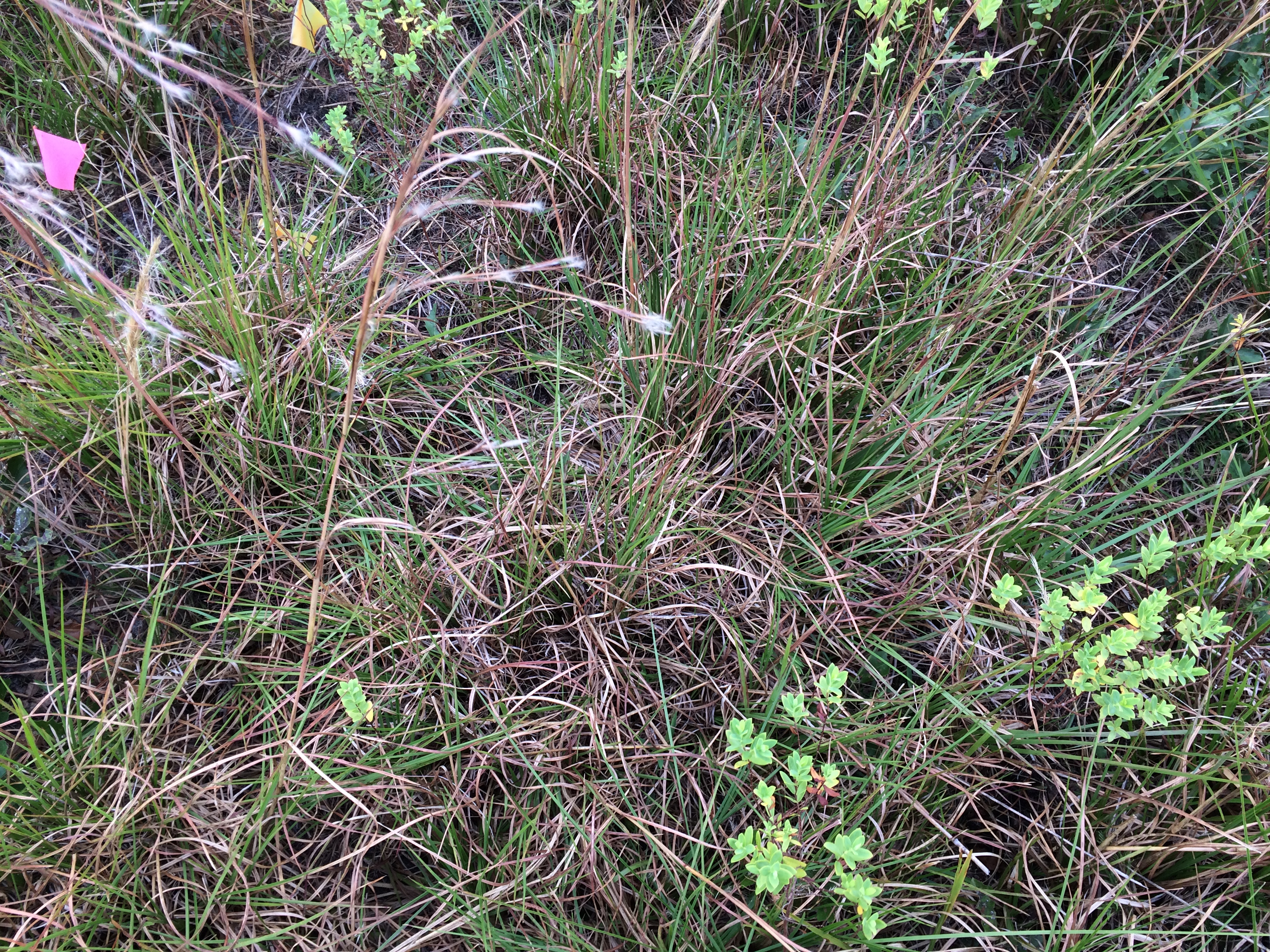 Archbold Biological Station control site in 2017