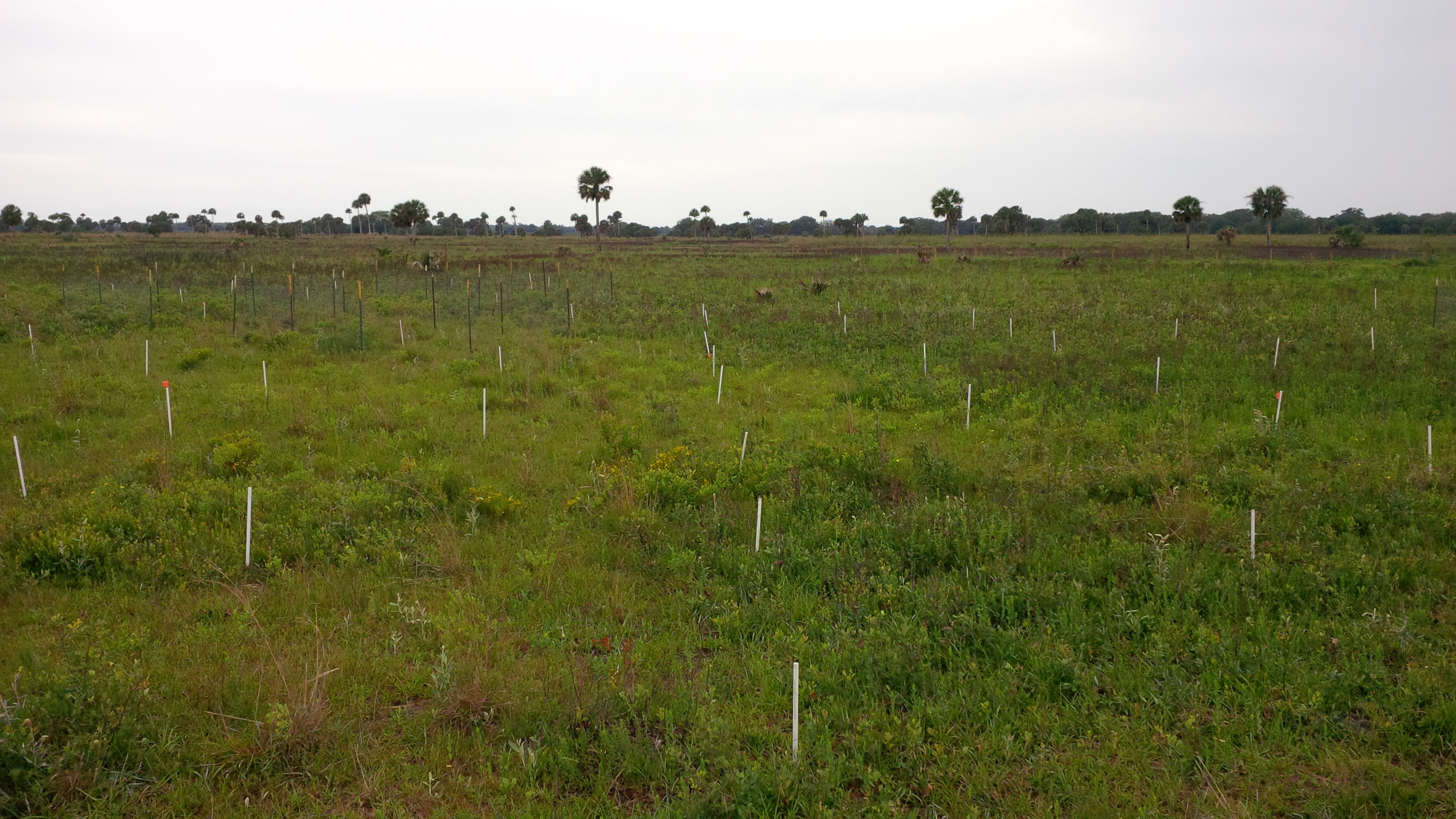 Archbold Biological Station landscape in 2015
