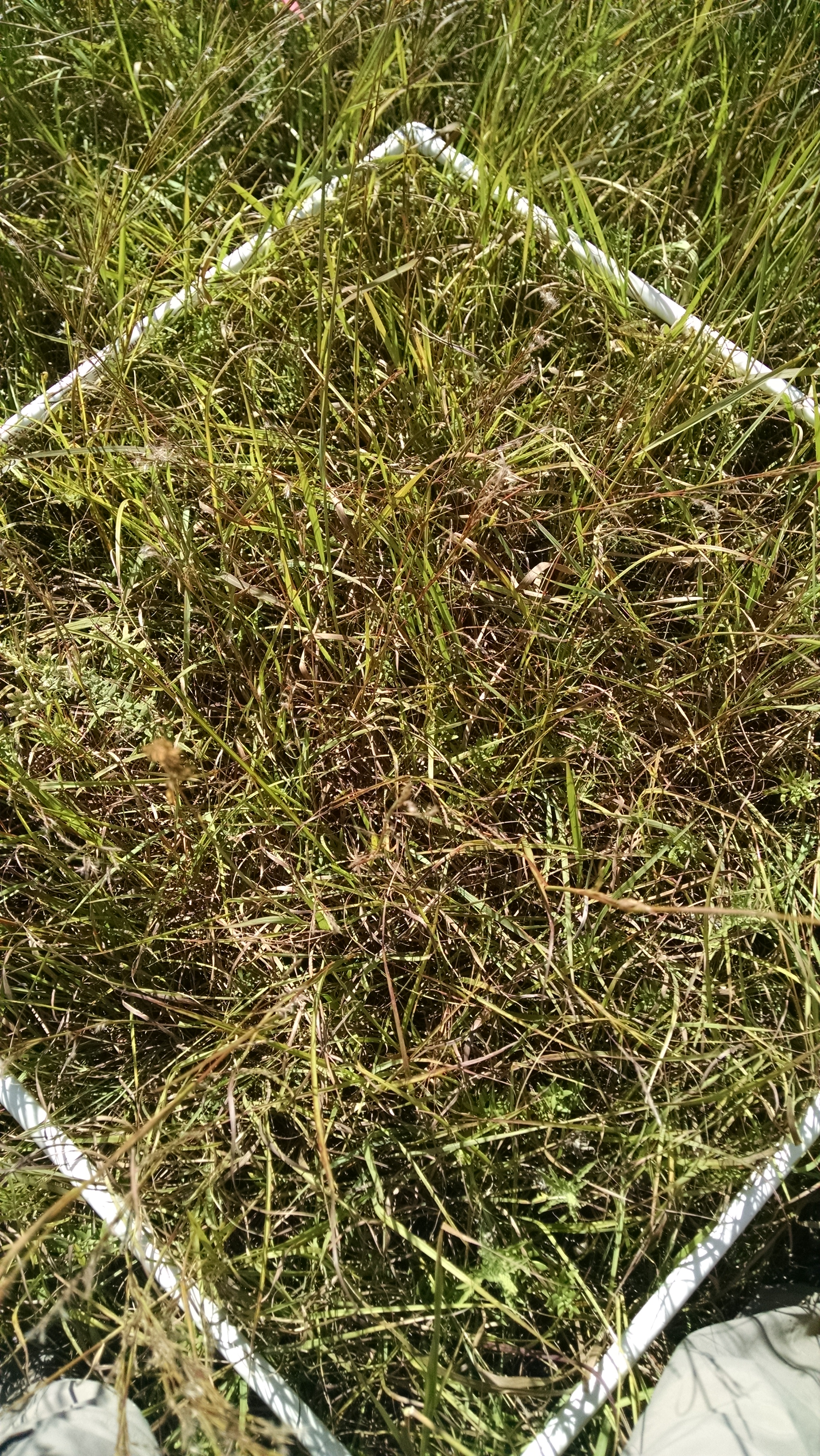 Konza LTER control site in 2015