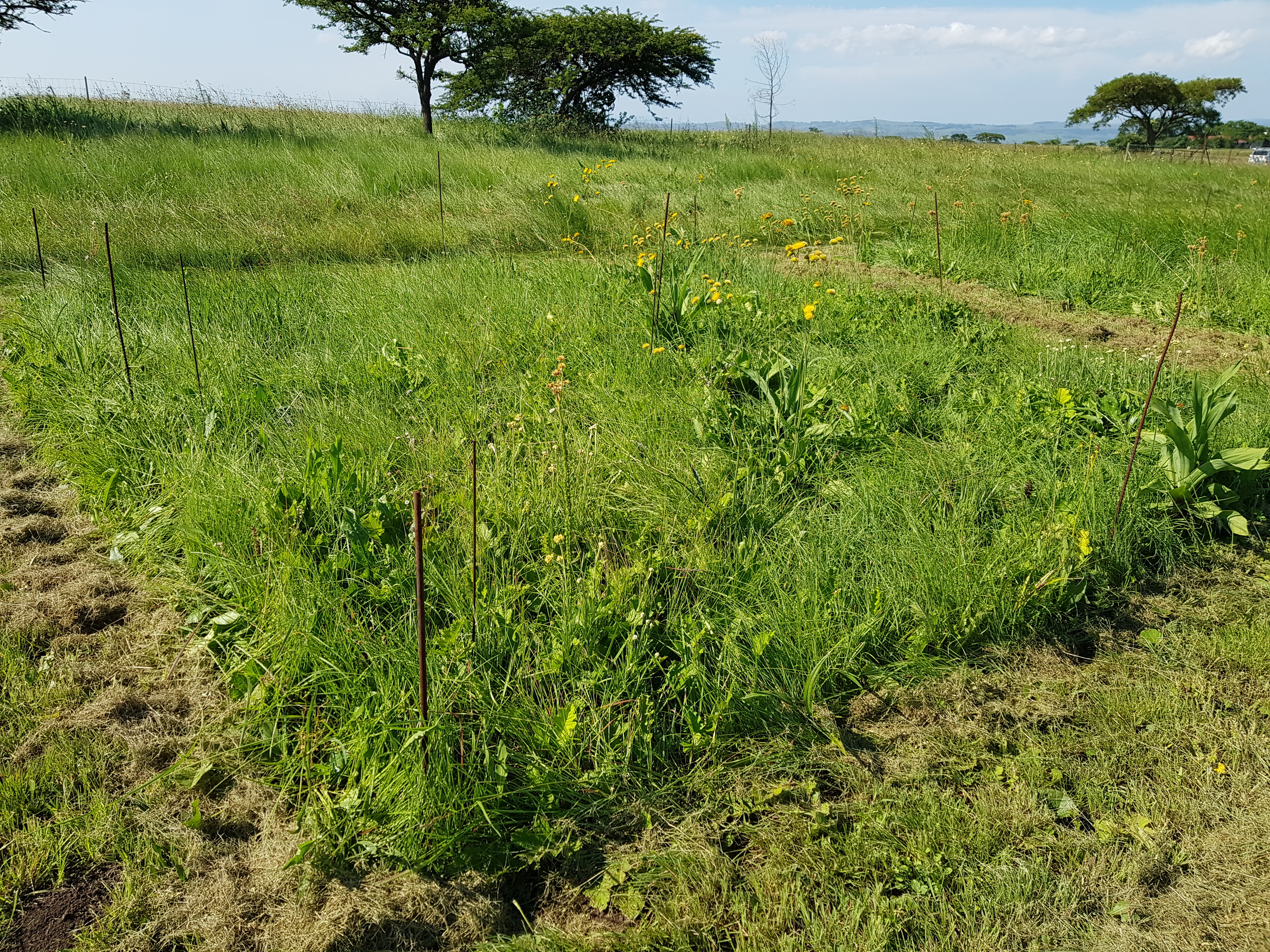 Ukulinga site control 2018