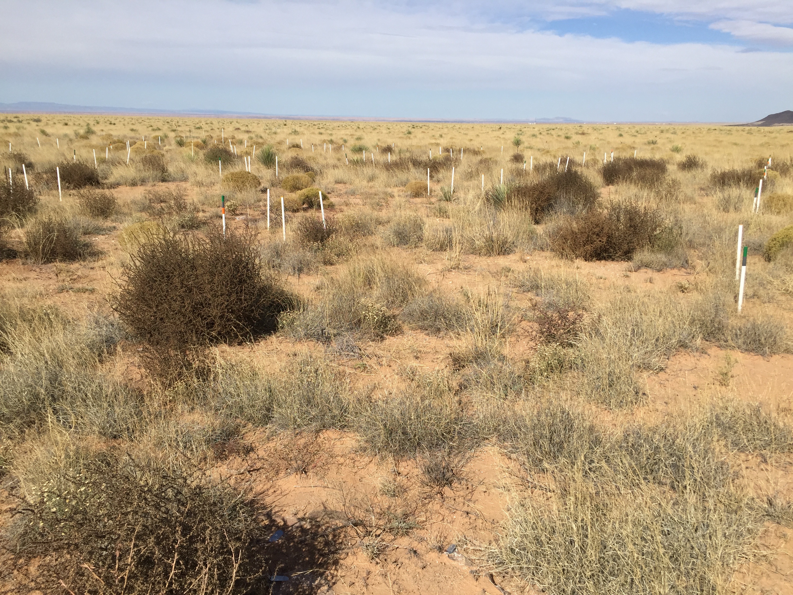 Landscape November 2016