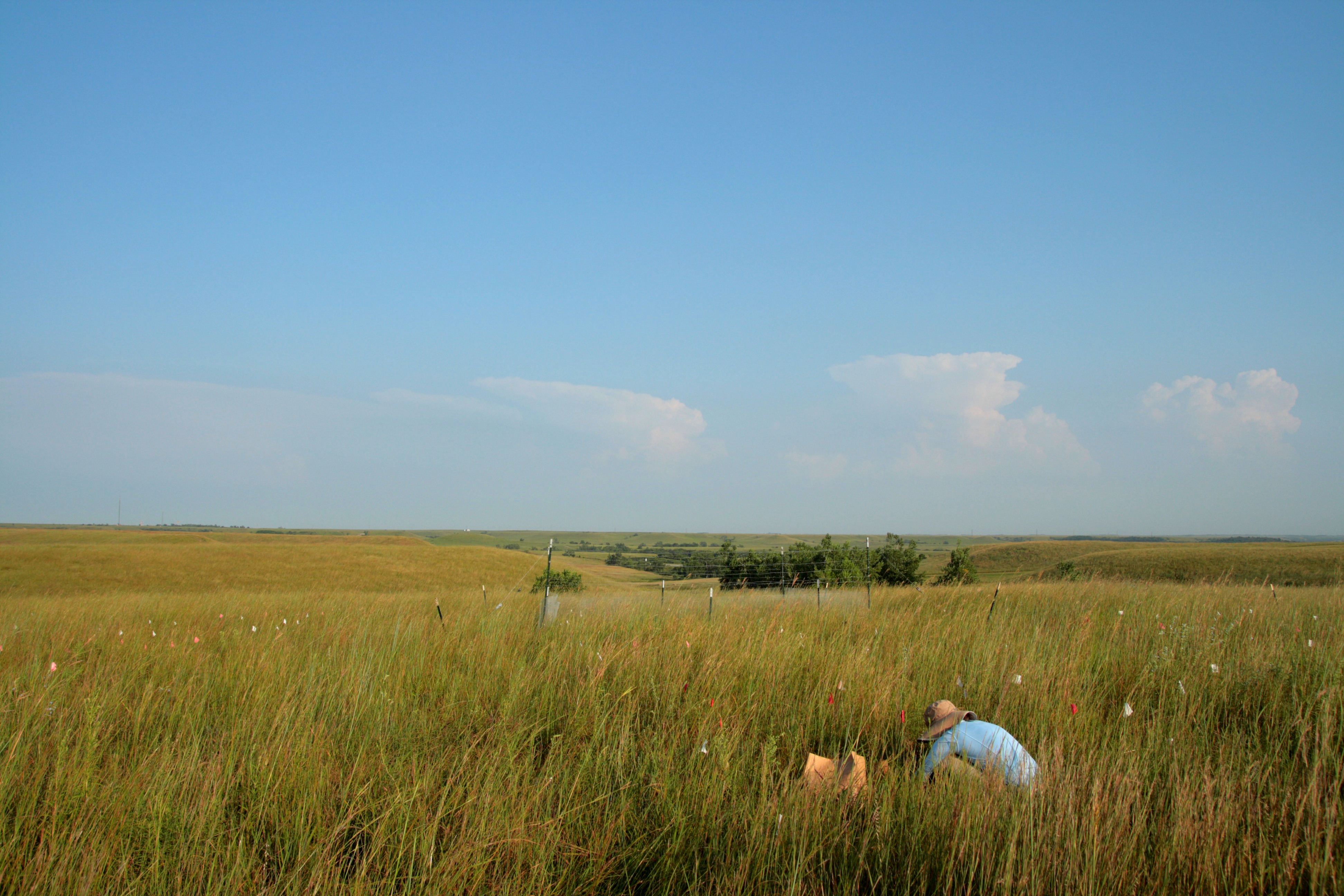 Konza LTER Landscape in 2008