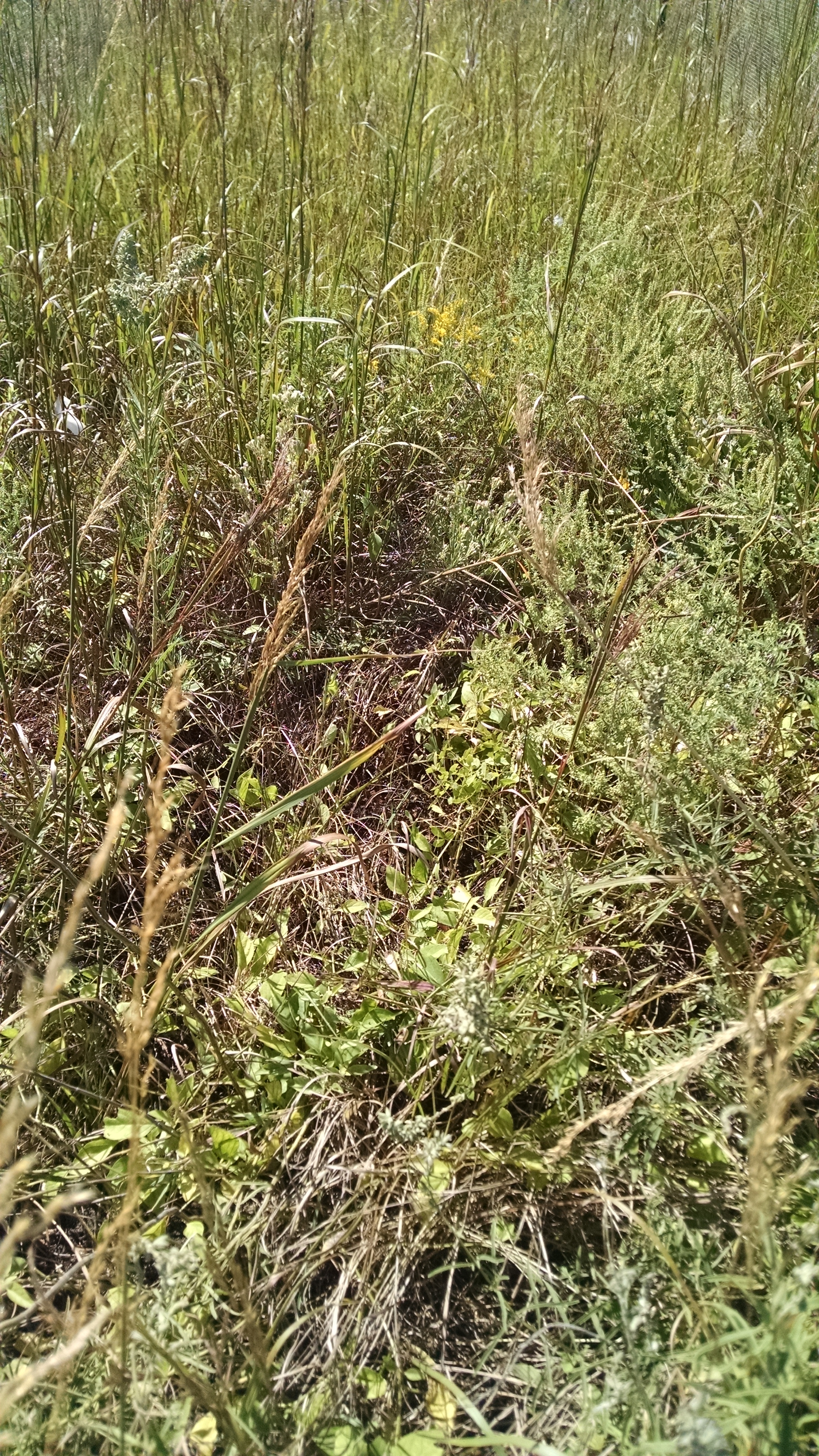 Nitrogen-Phosphorus-Potassium addition at Konza LTER in 2015