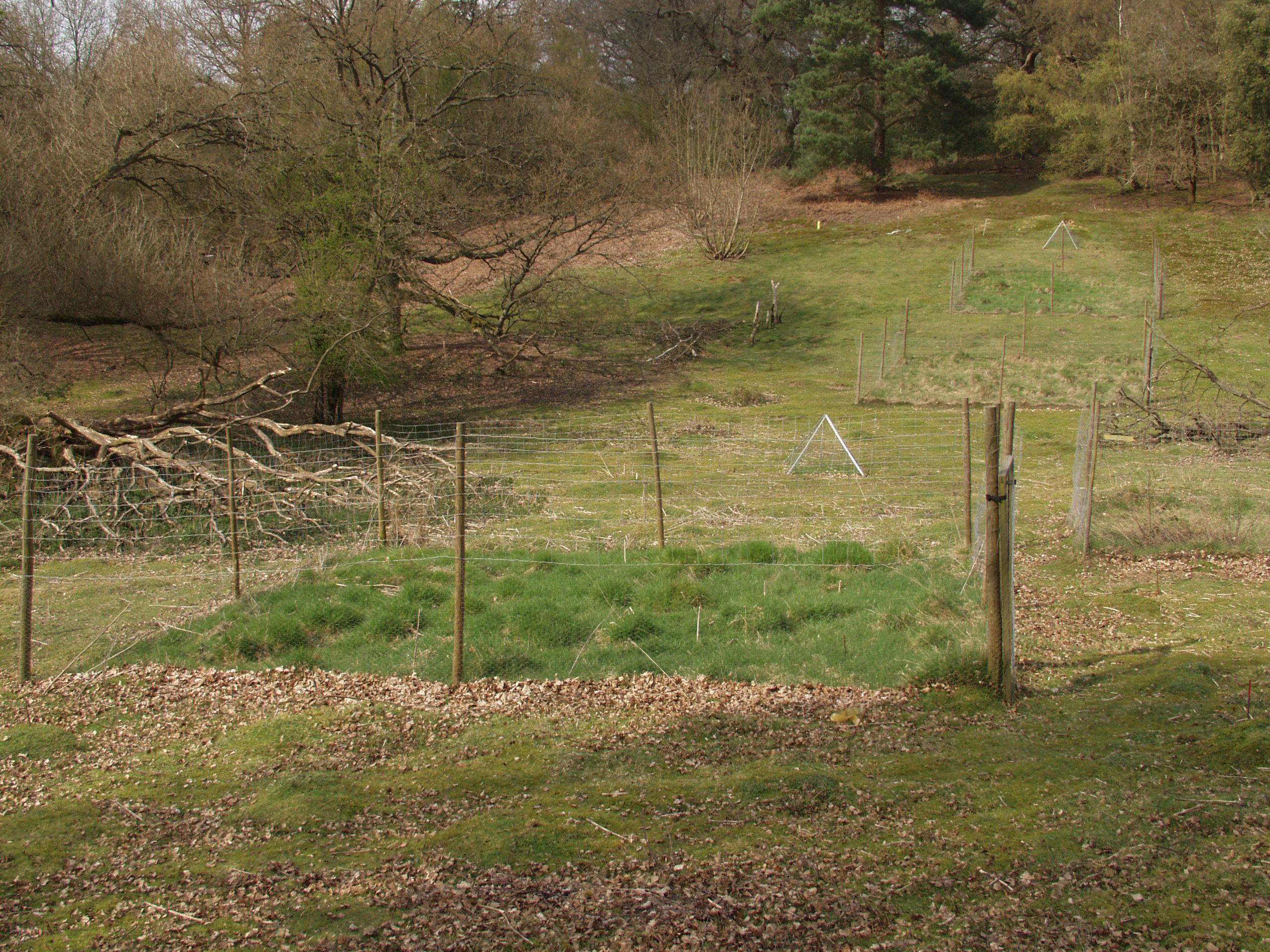 Rookery-Silwood park exclosures in early spring