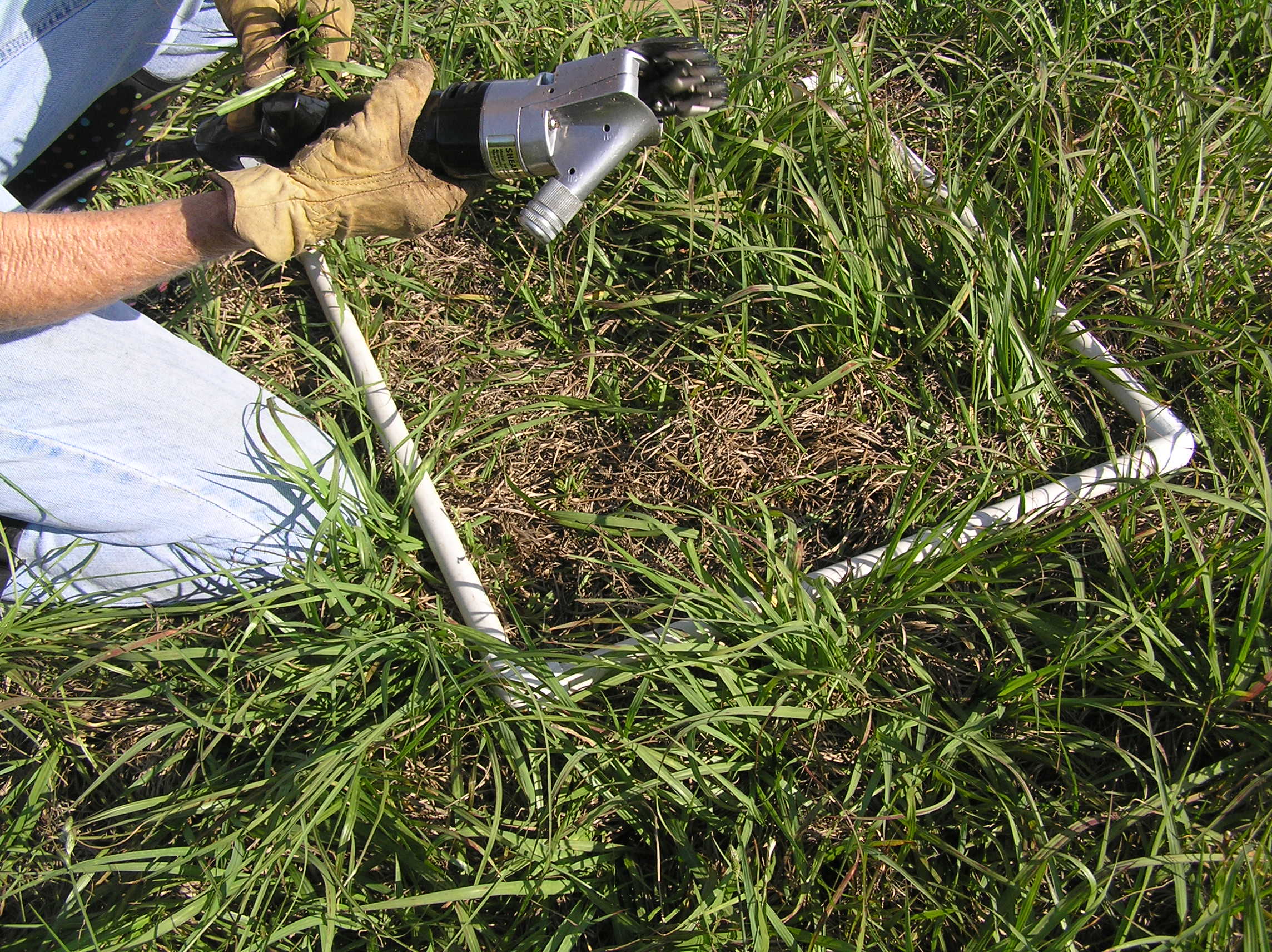 Collecting plants at Tres Lagoas site